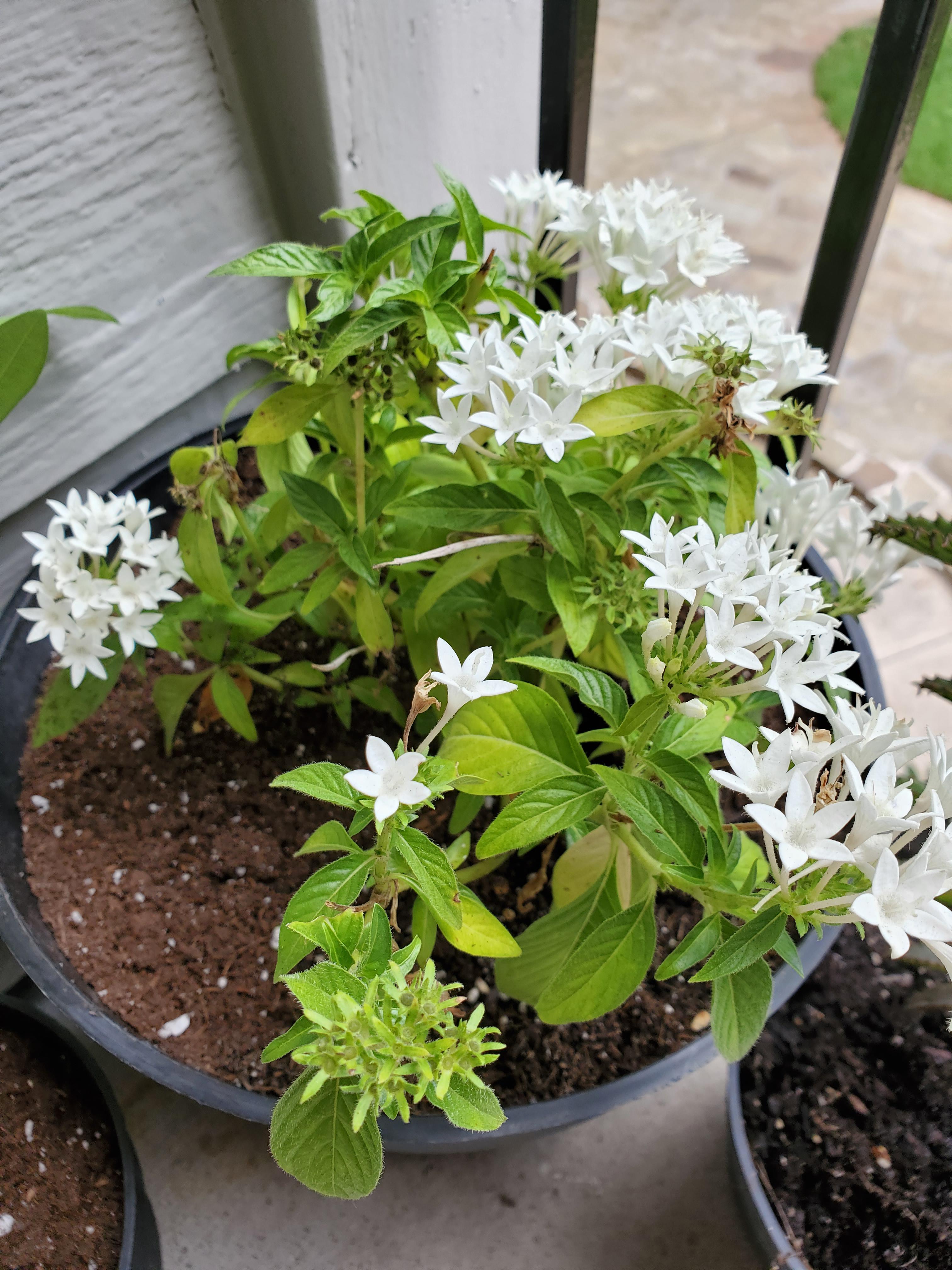 Just bought a ton of plants off Craigslist and not sure what this is