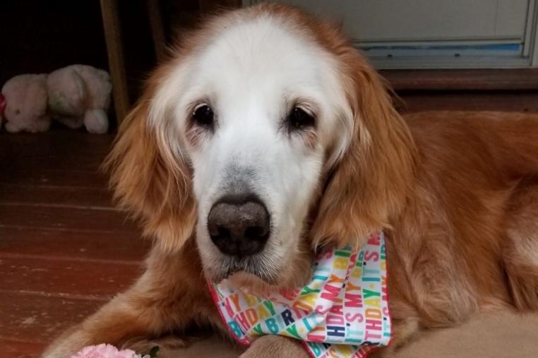 Oldest Golden Retriever is twice the age of its life expectancy and