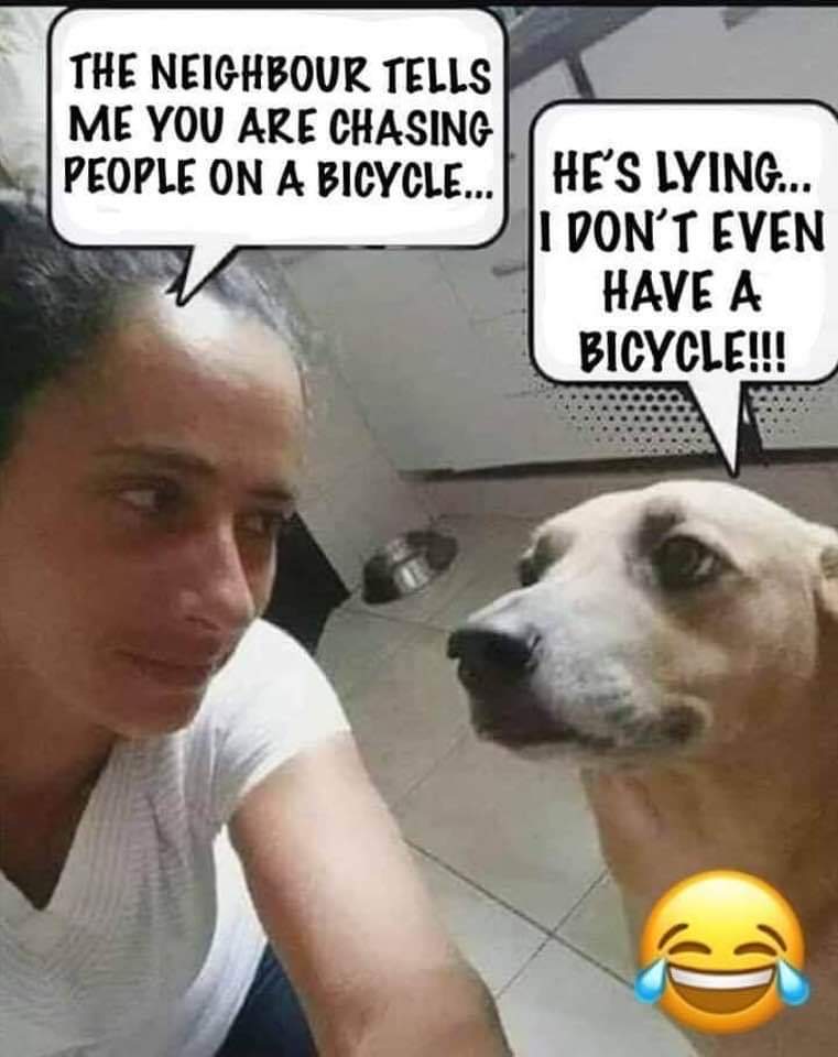 Silly dog, you can't ride a bike r/terriblefacebookmemes