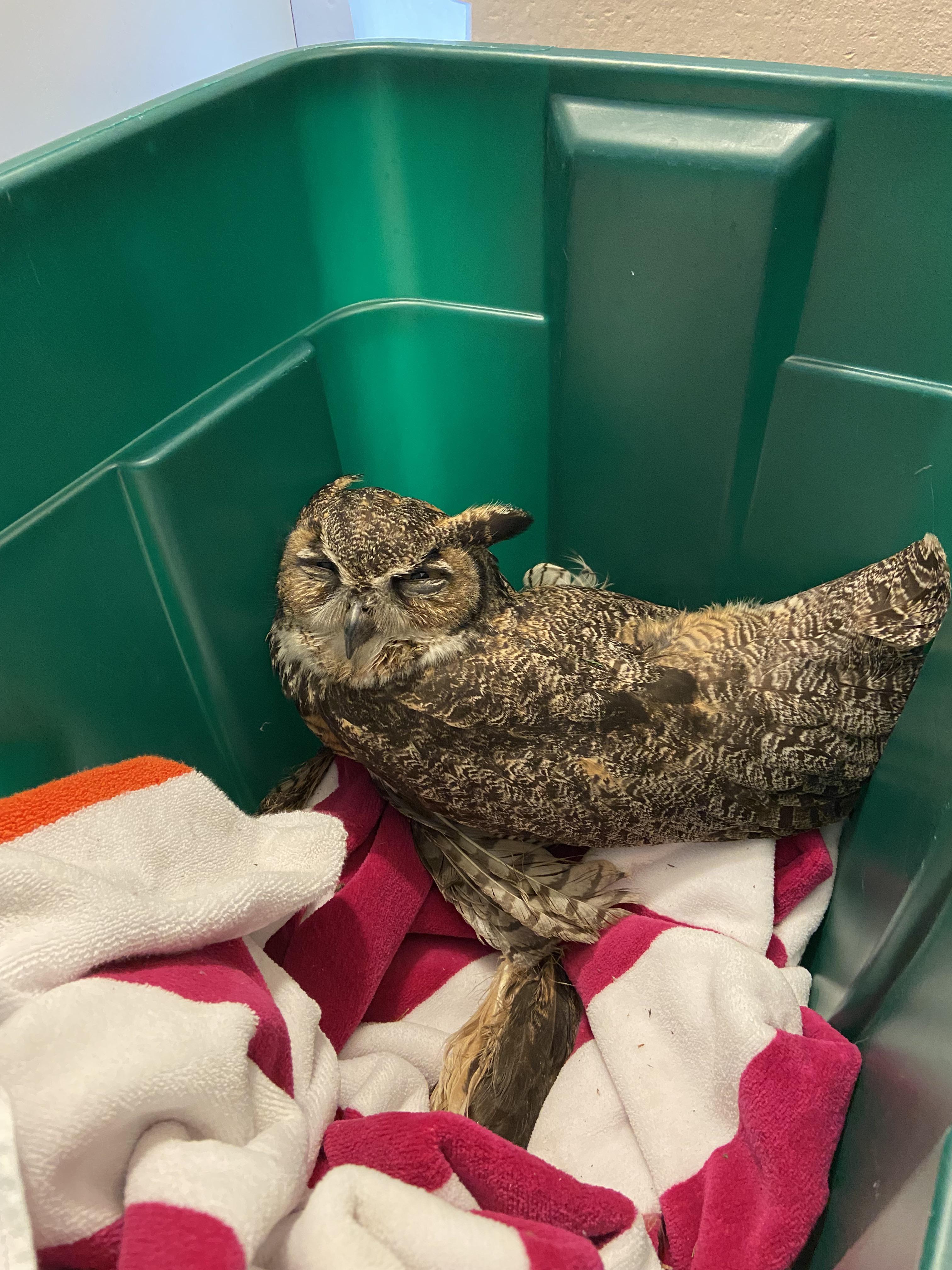 Rescued an injured owl, any idea what species? Tips for overnight care