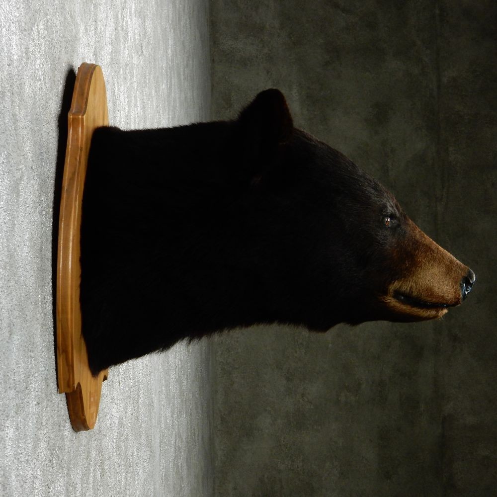 Let us hang on our walls the head of the bear that has been stuck on