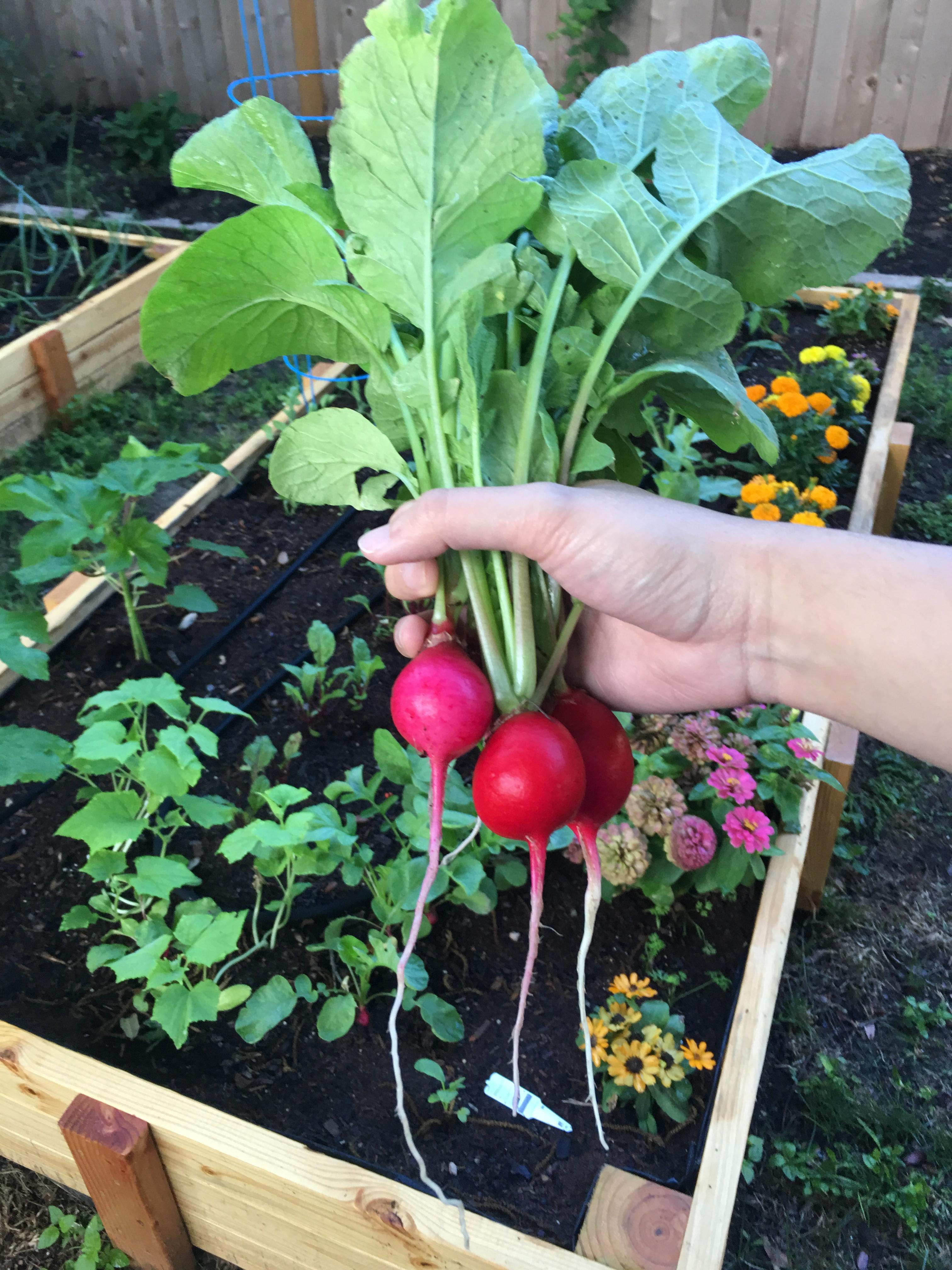 My first harvest from the garden! r/gardening