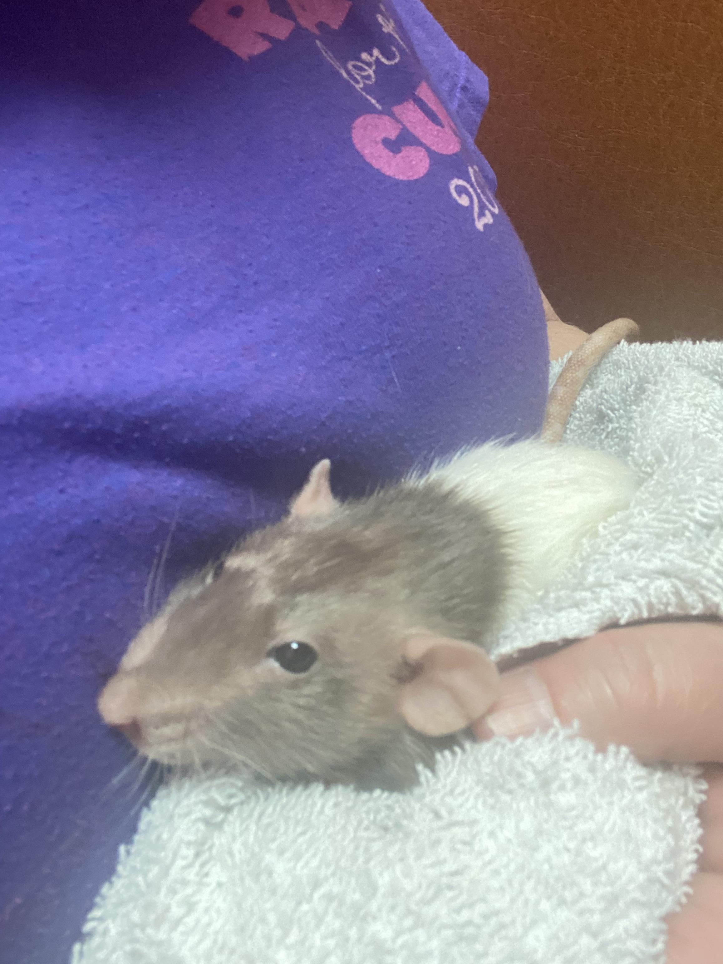 Is it ok to give my girl her antibiotics mixed with a little honey? r