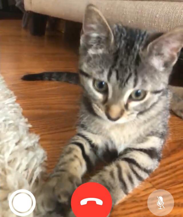 Help us name her Reddit friends!! cats