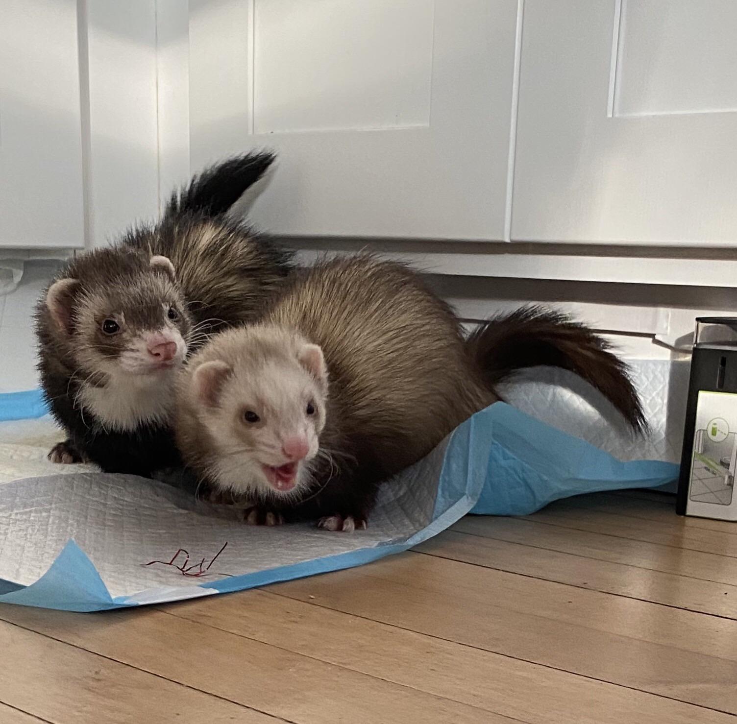 Poops Duet r/ferrets