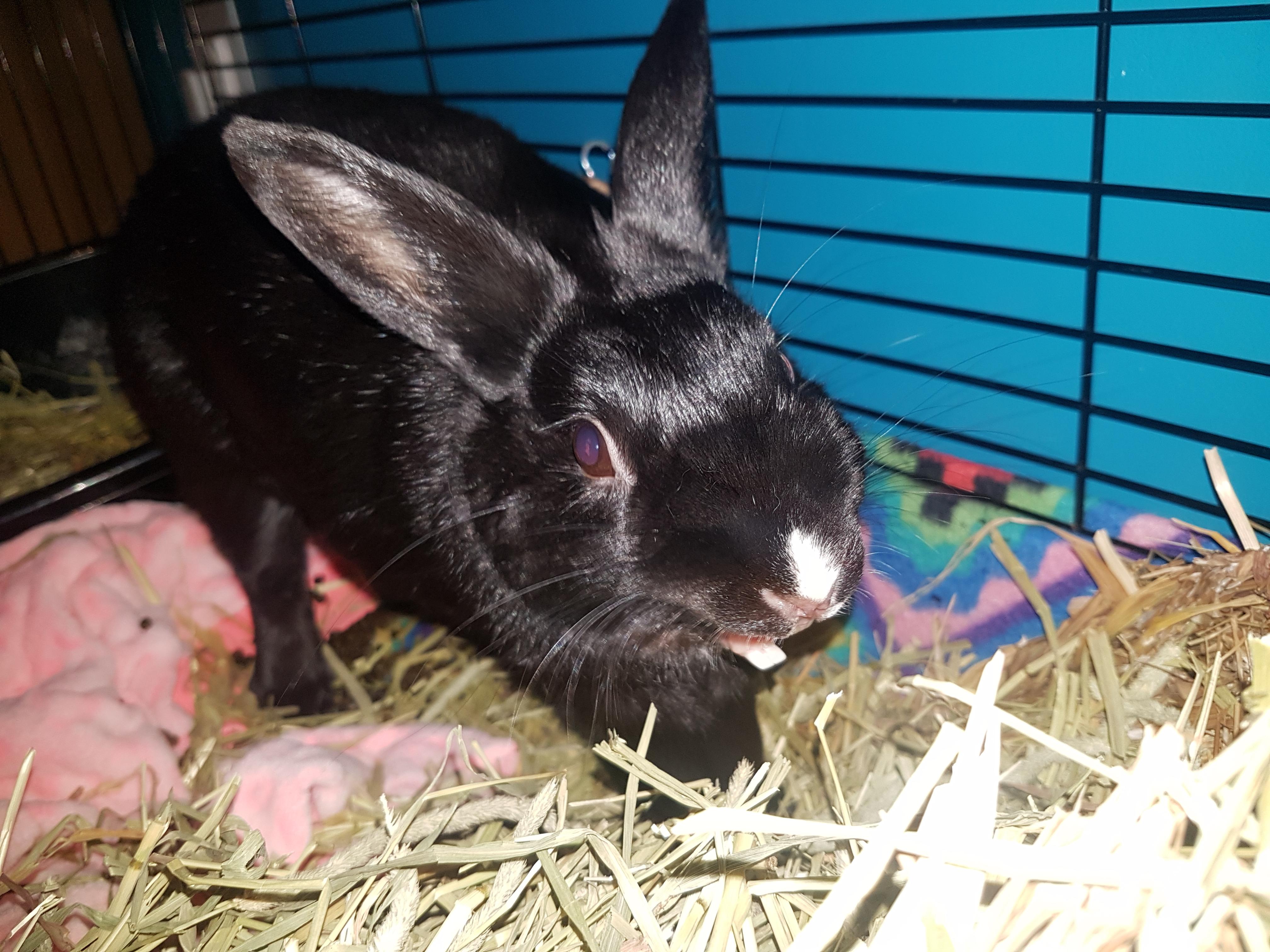 Big bunny stretch 🐇 r/Rabbits