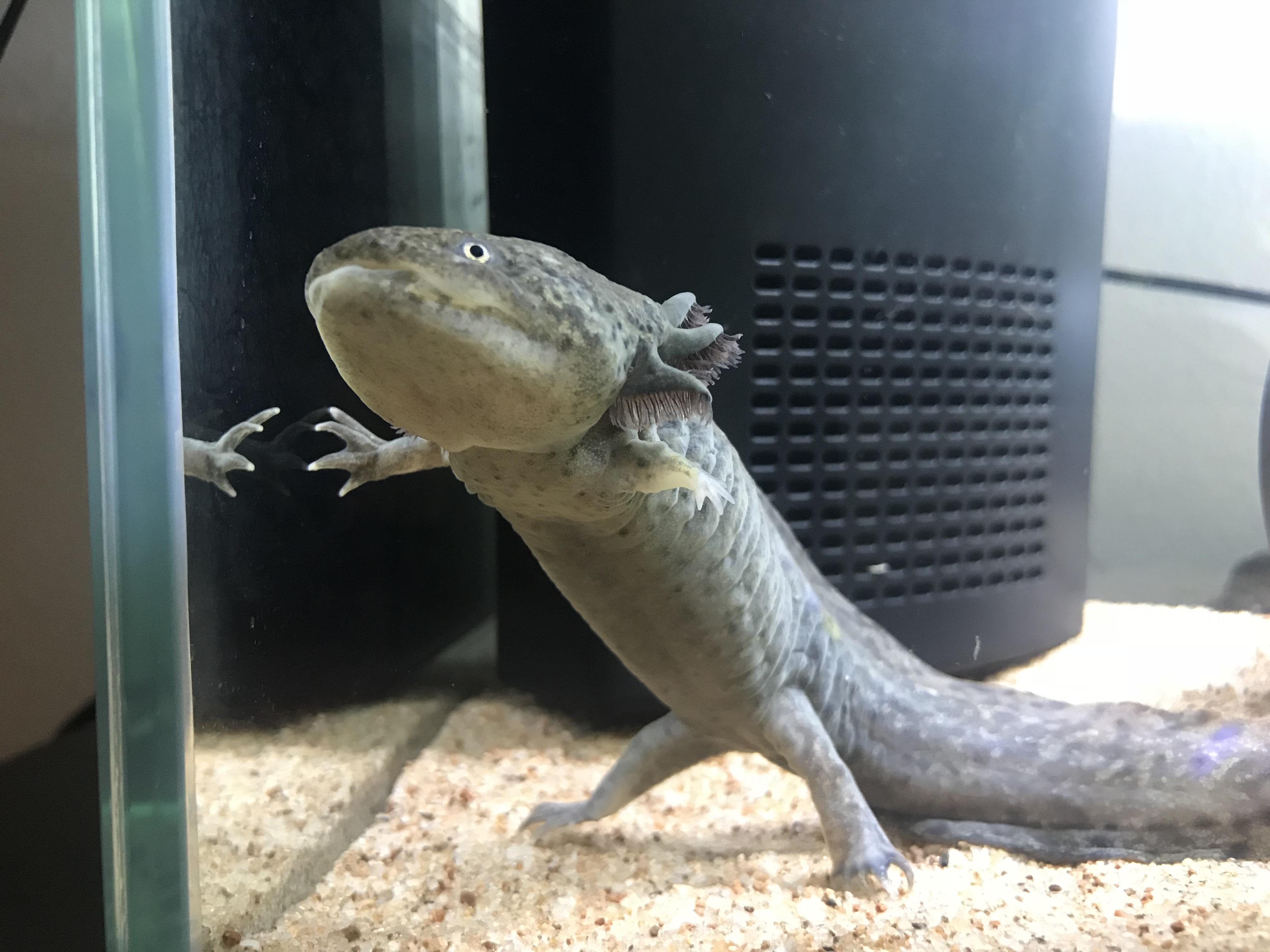 After having her leg bitten off by her tank mates little blackies leg