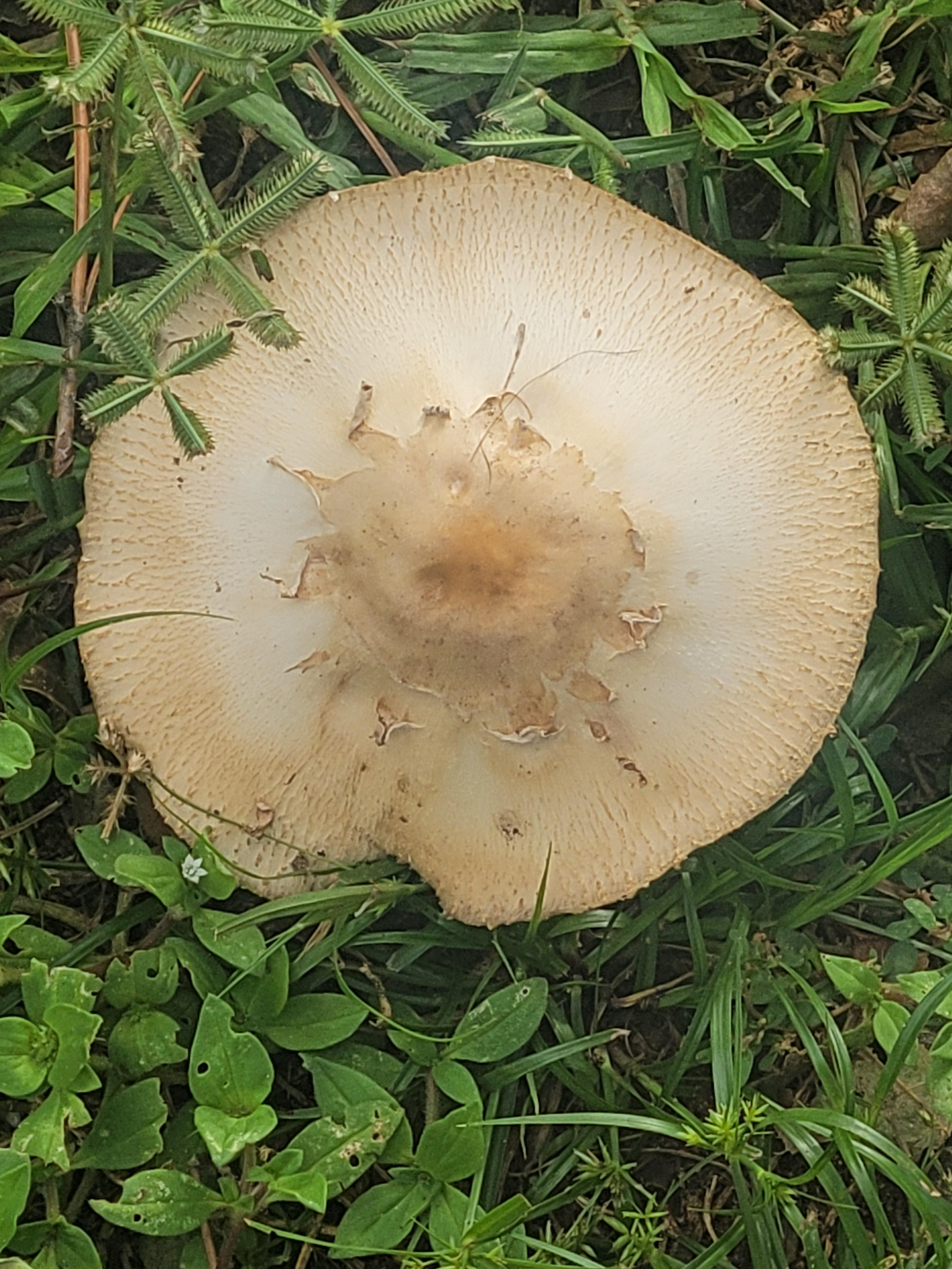 Several of these types of mushrooms are growing in my backyard after a