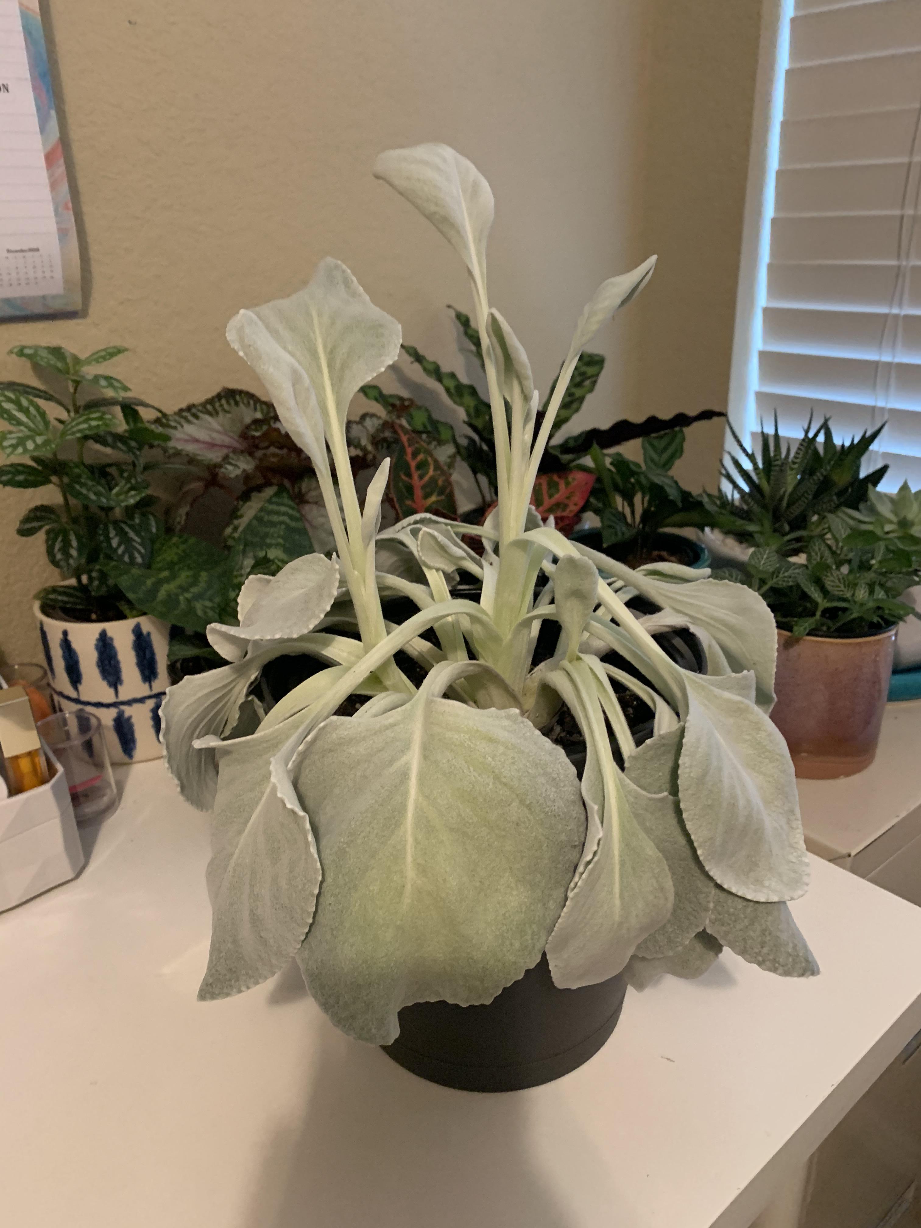 My Angel Wings Senecio is NOT happy. I think I overwatered it, but I