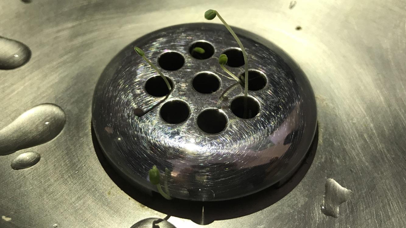 Plant growing out of a water fountain drain r/mildlyinteresting