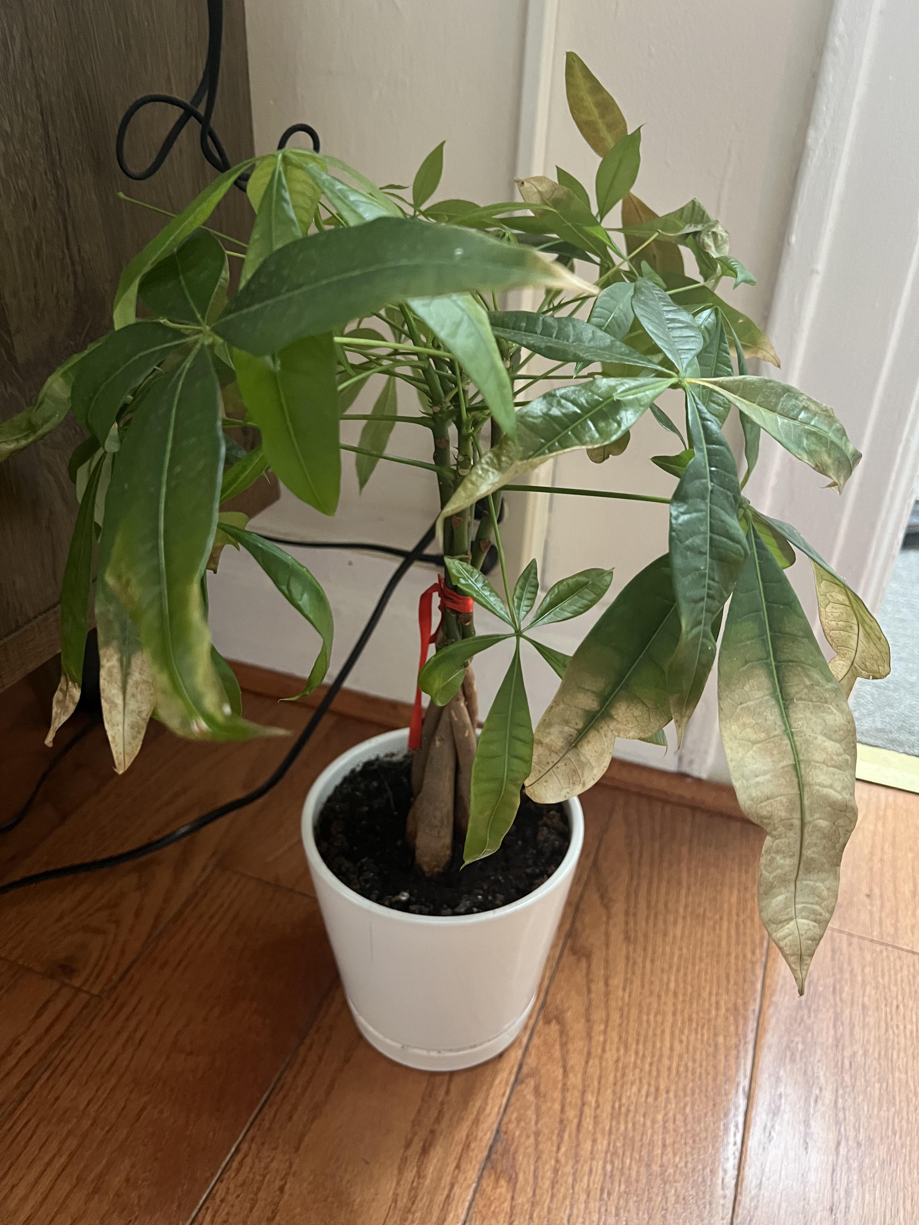 Help!! What’s going on with my money plant? The leaves are turning