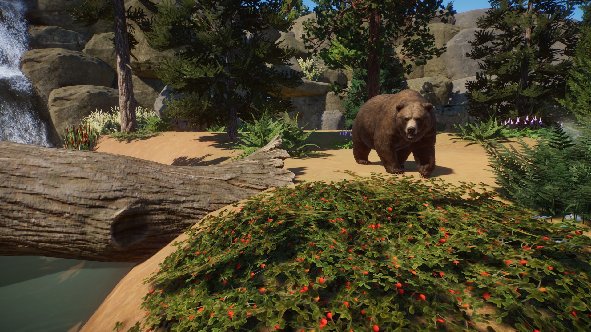 Logan the Grizzly Bear checking out his new home