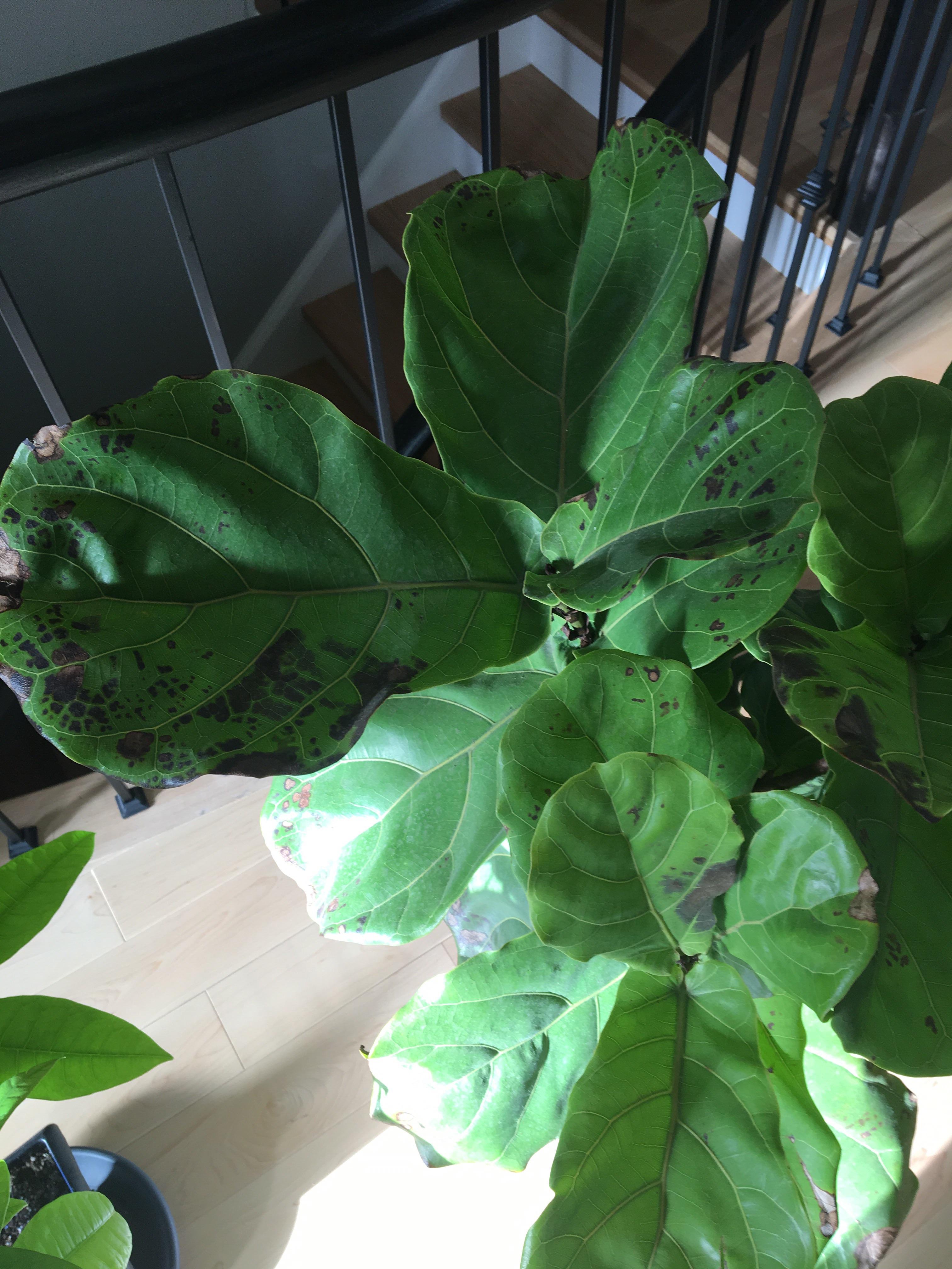 My plant leaves are doing this. I don’t know what to do. Can anyone