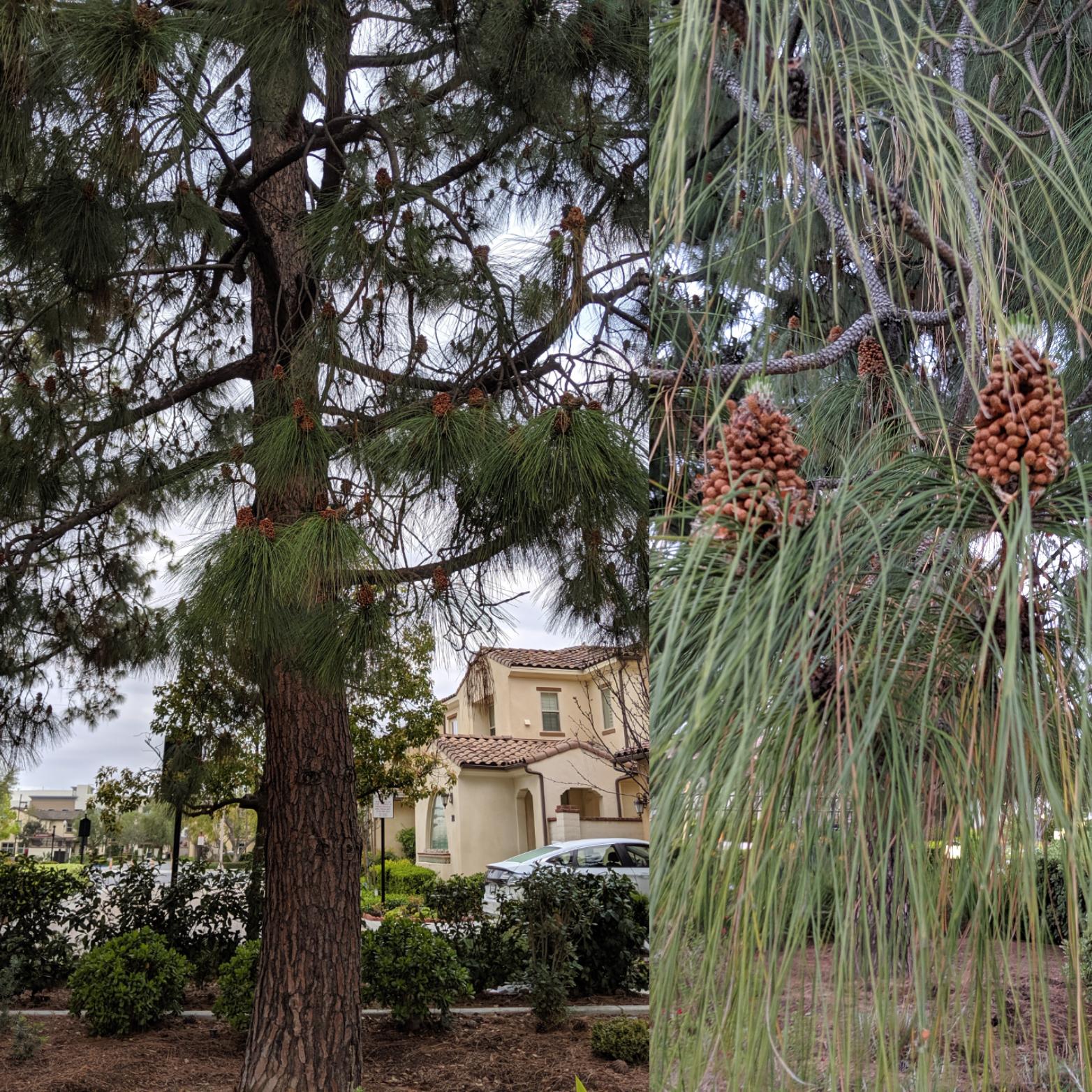What tree is this? Orange County, CA. r/treeidentification