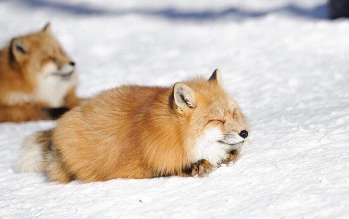 This fox is literally a potato r/foxes
