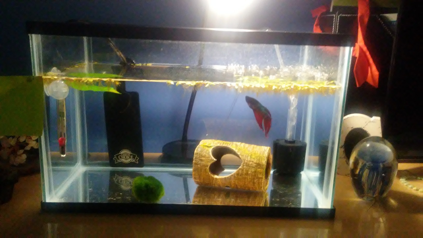 Show me tanks without substrate! r/bettafish