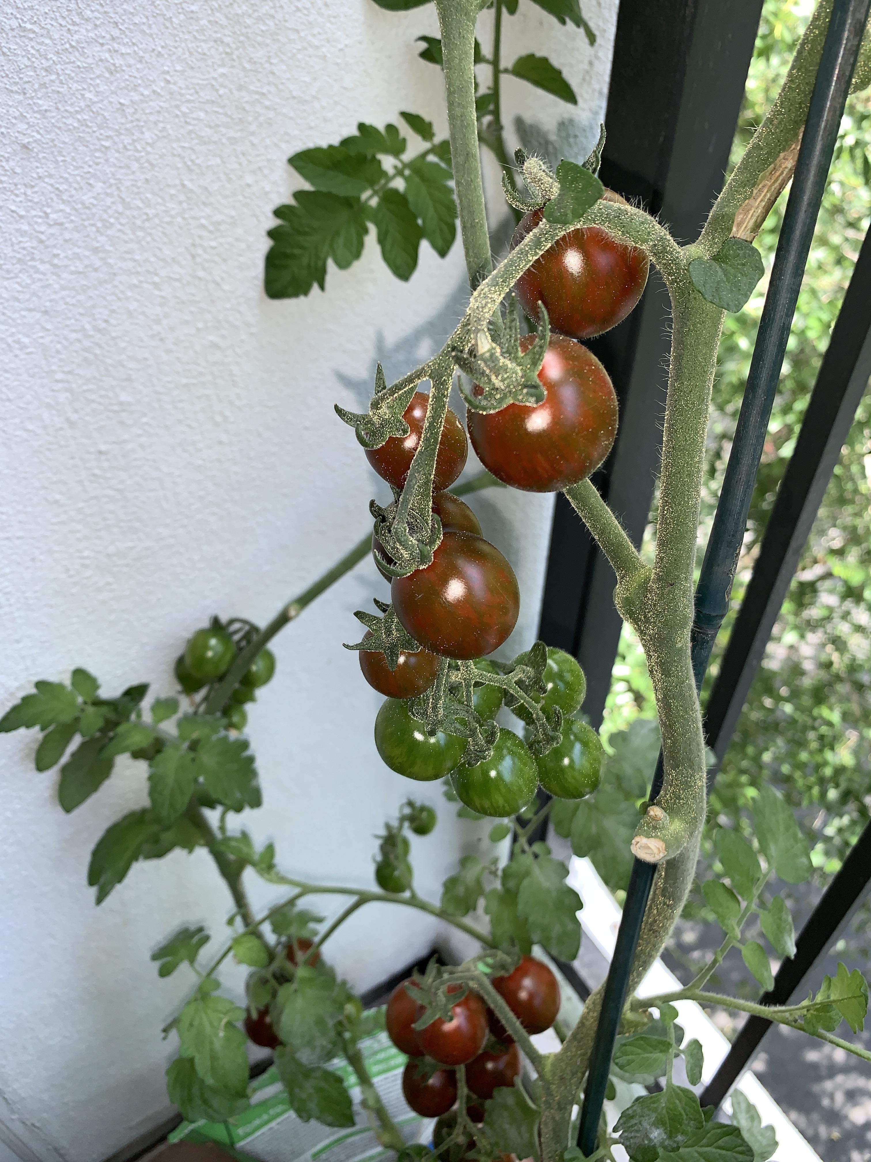 Do chocolate stripe tomatoes come in a cherry size? We thought we