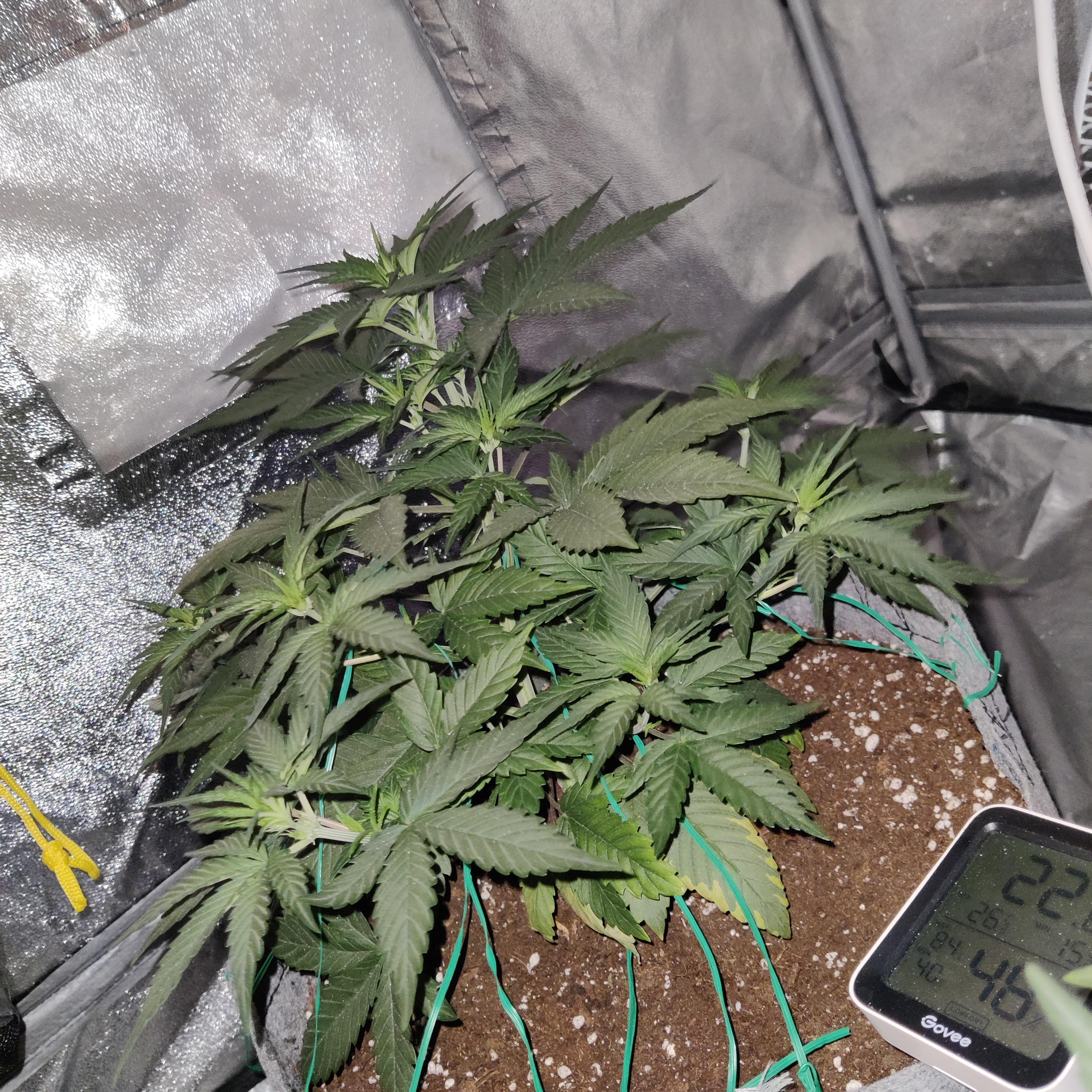 I was wondering how many liters of water i should feed this autoflower