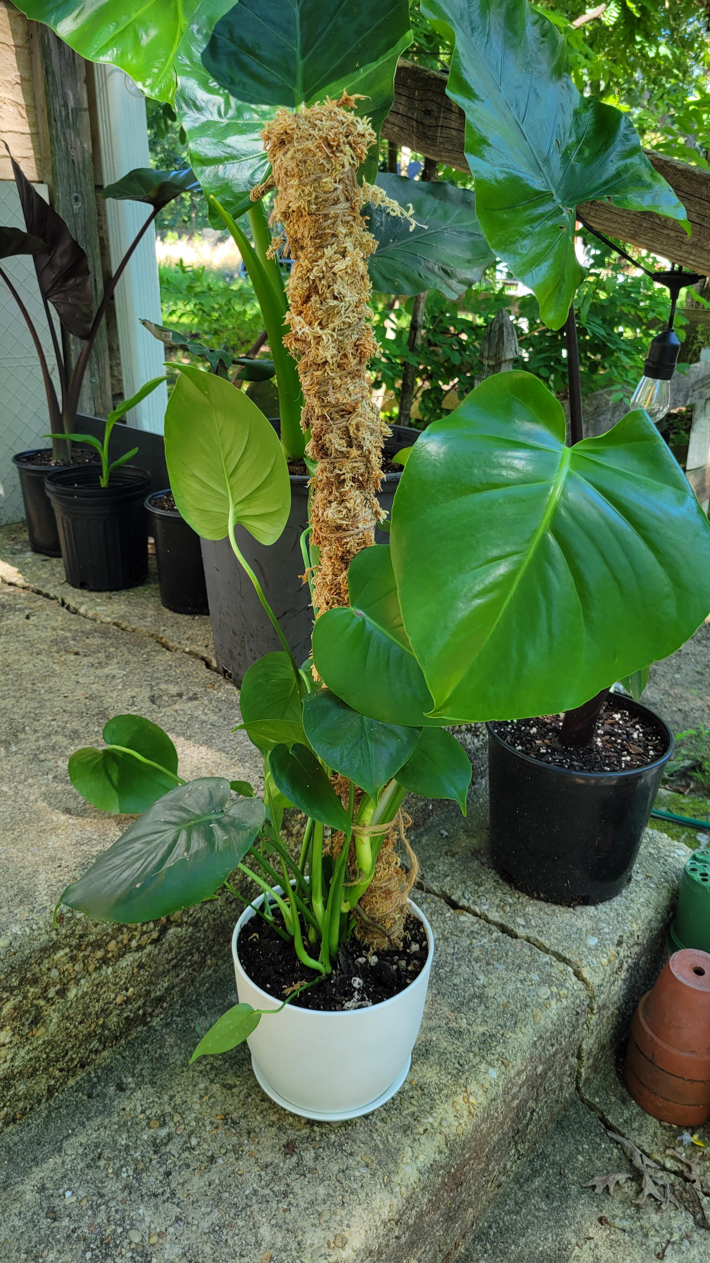 Today I took a shot at making a DIY moss pole! r/PlantParenthood