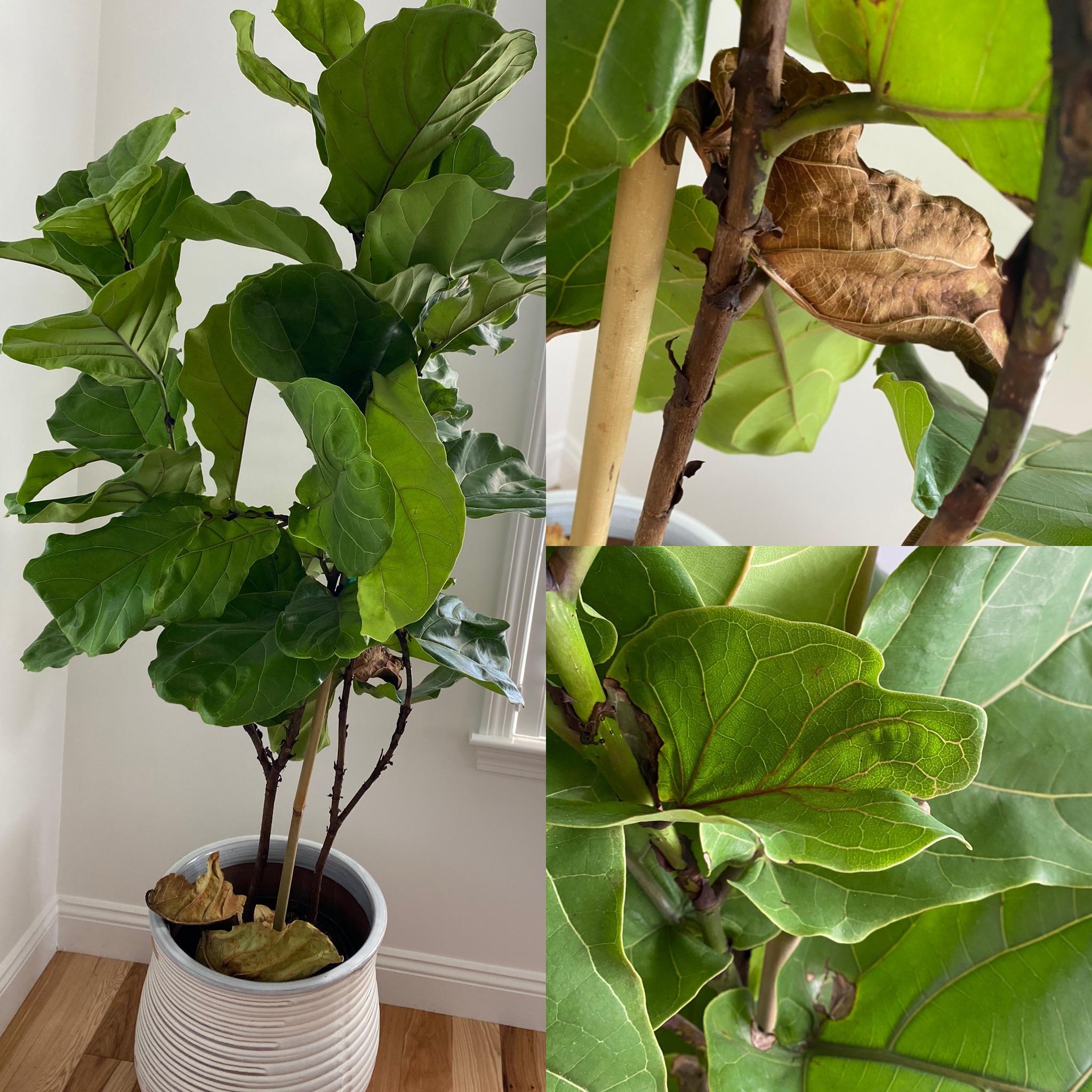 What’s wrong with my mom’s fiddle leaf fig? I thought underwatering