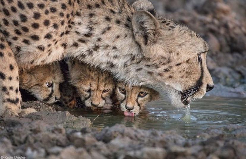 A mother cheetah protecting her babies while they rehydrate r/Eyebleach