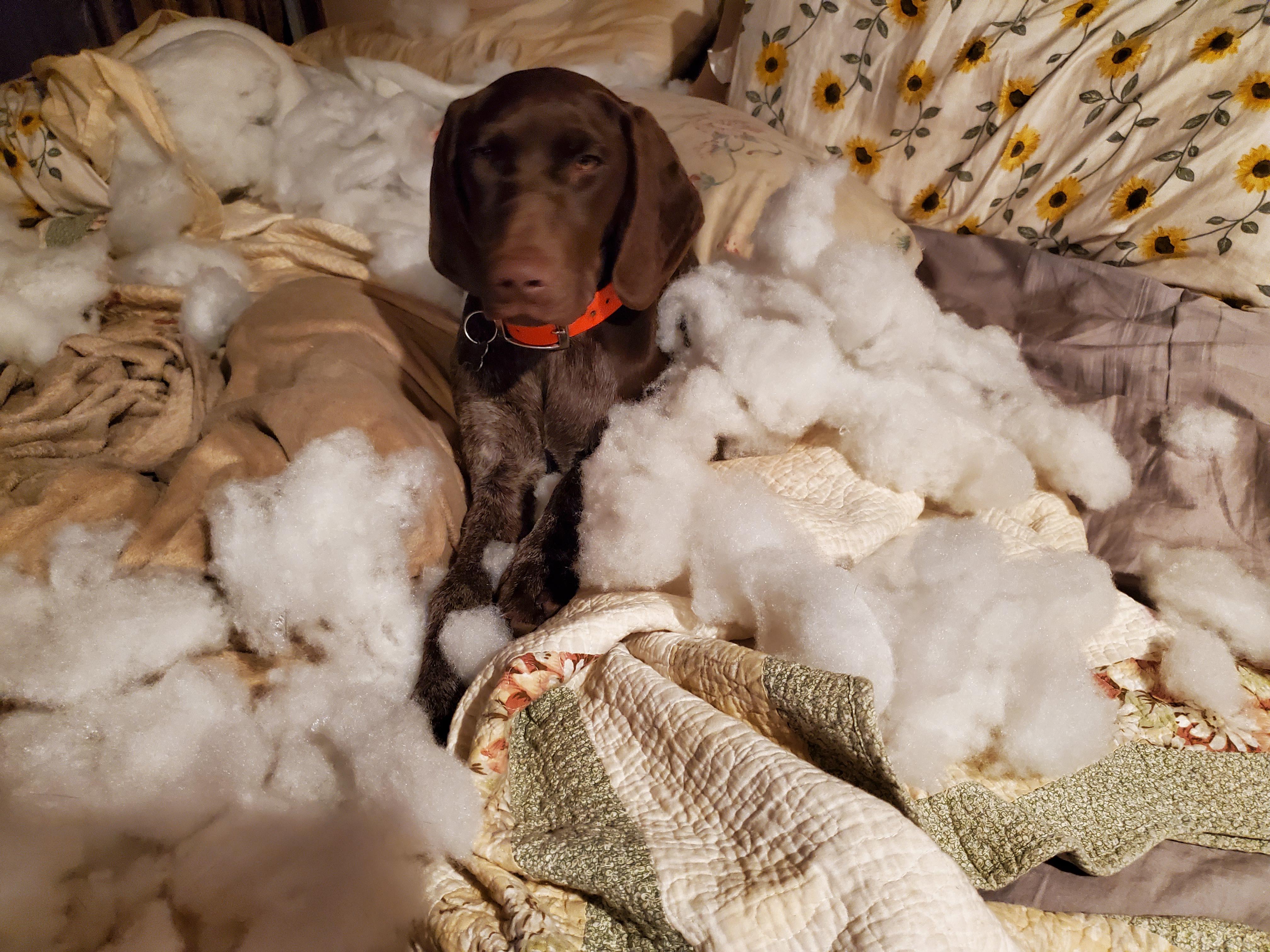 This pillow had too many lumps r/germanshorthairs