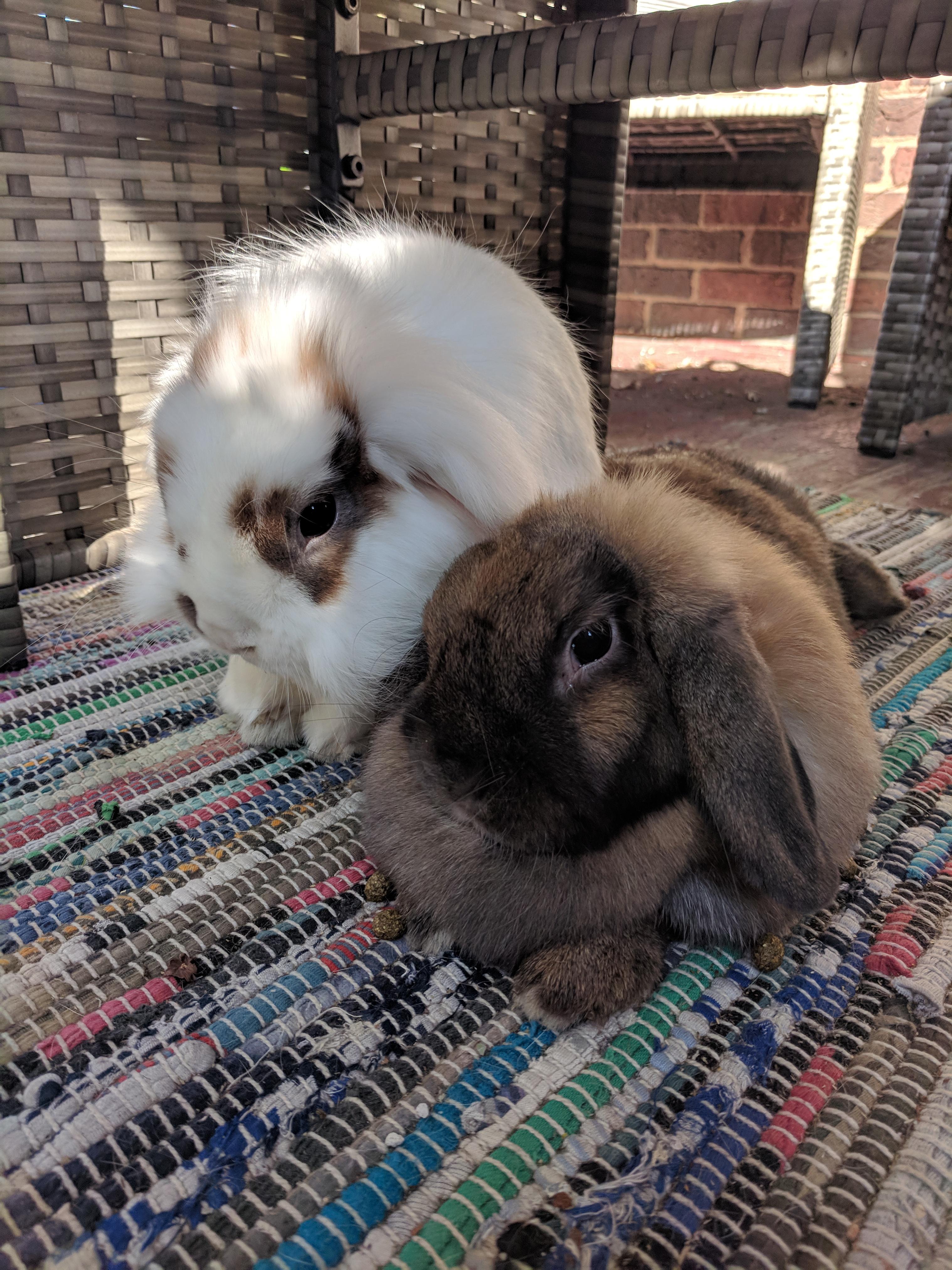 Bun in the sun r/Rabbits