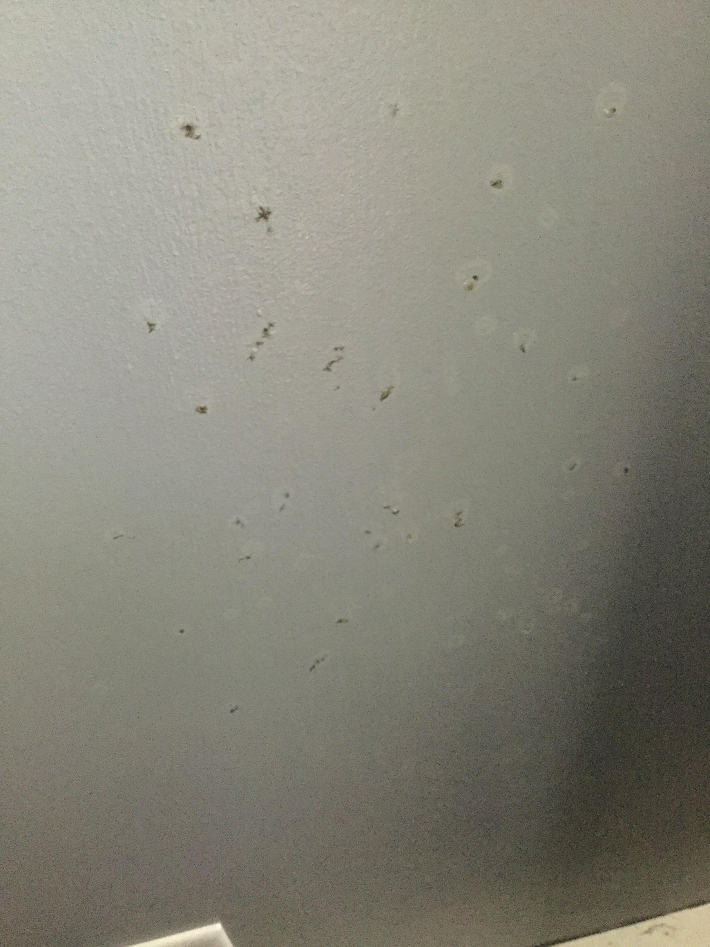 A bunch of bugs showed up on a wall overnight. It look like they are glued on. I live in
