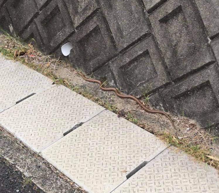 Ran into this guy in [Sasebo, Japan (Island of Kyushu)]. r/whatsthissnake