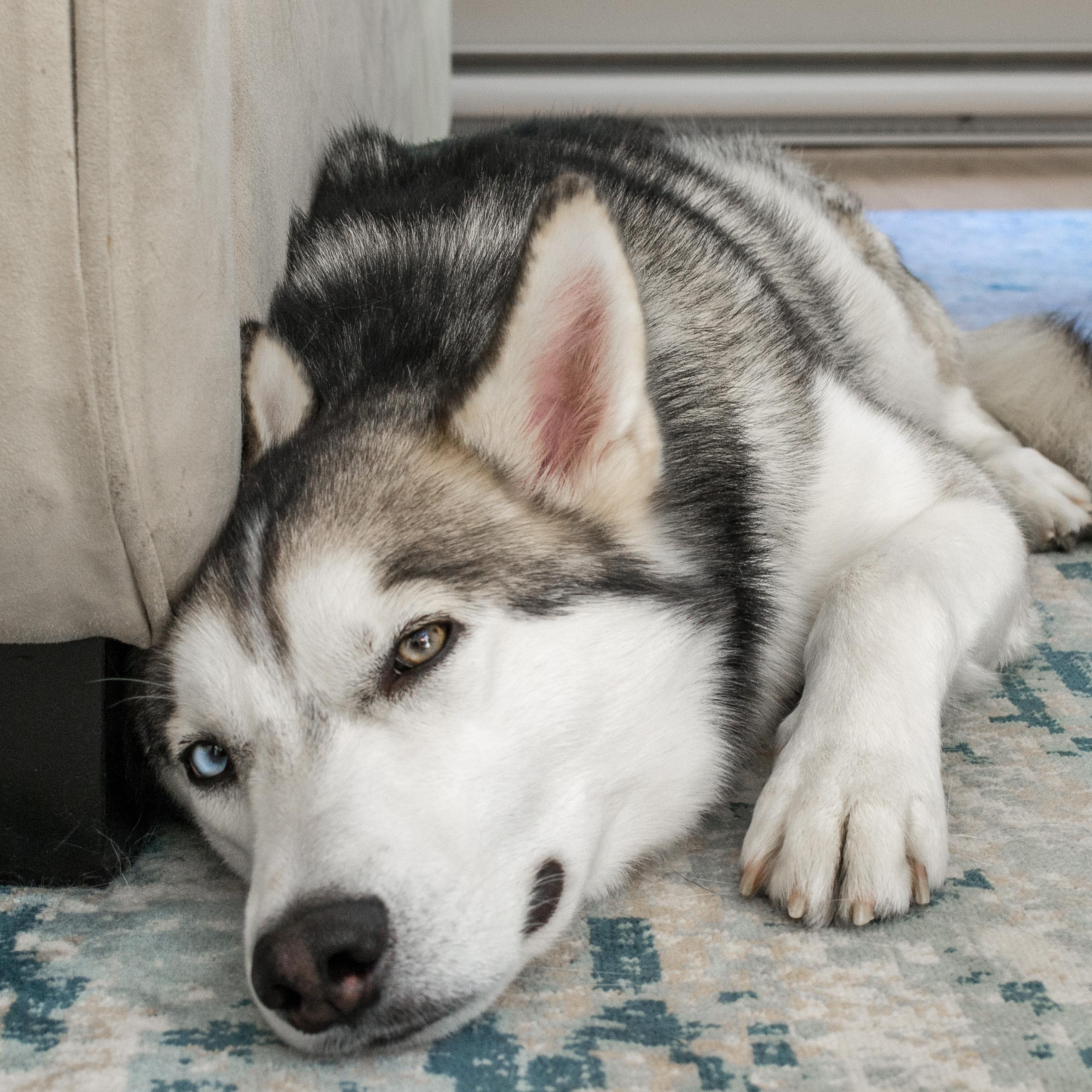 After a long walk, it's nap time ! r/husky