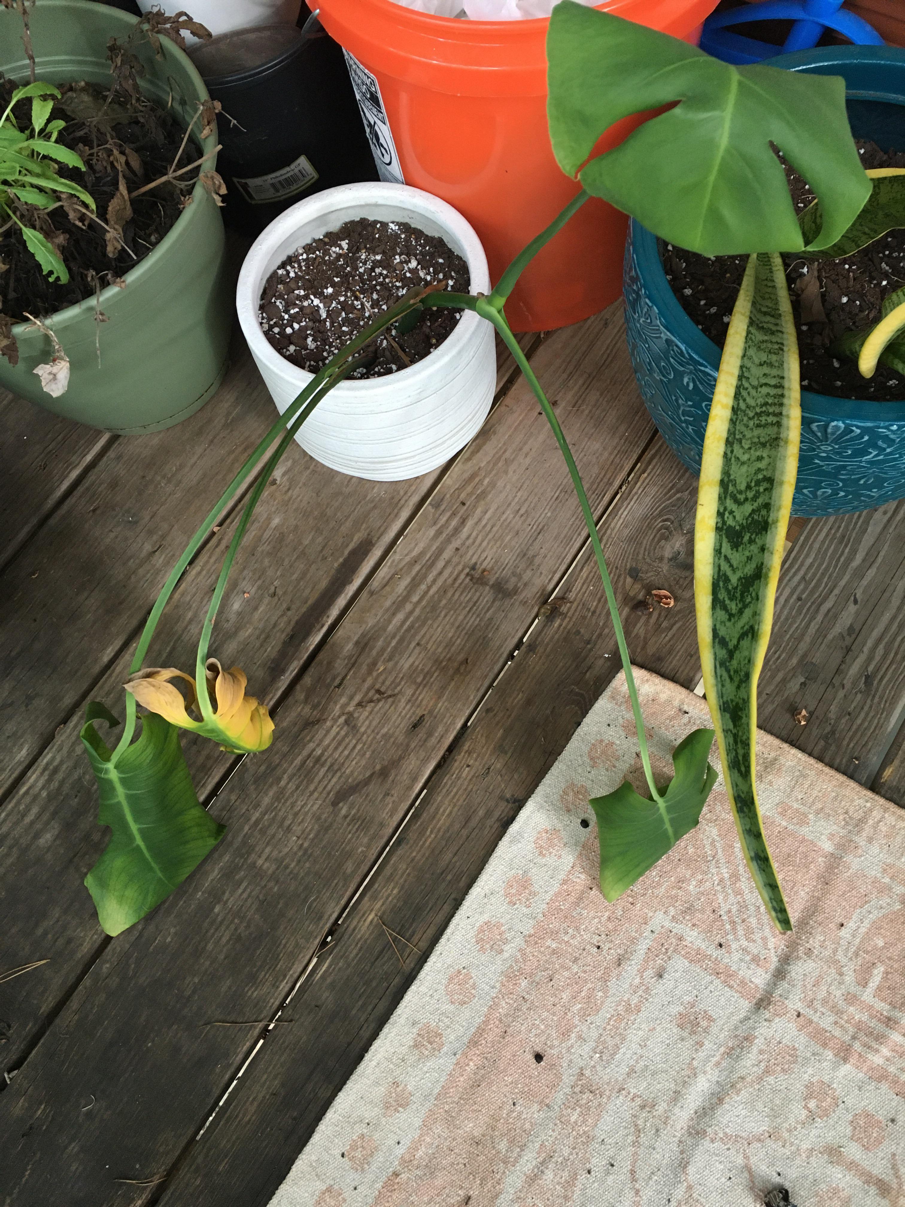 how can i revive this monstera? it hasn’t put out a leaf in a year and