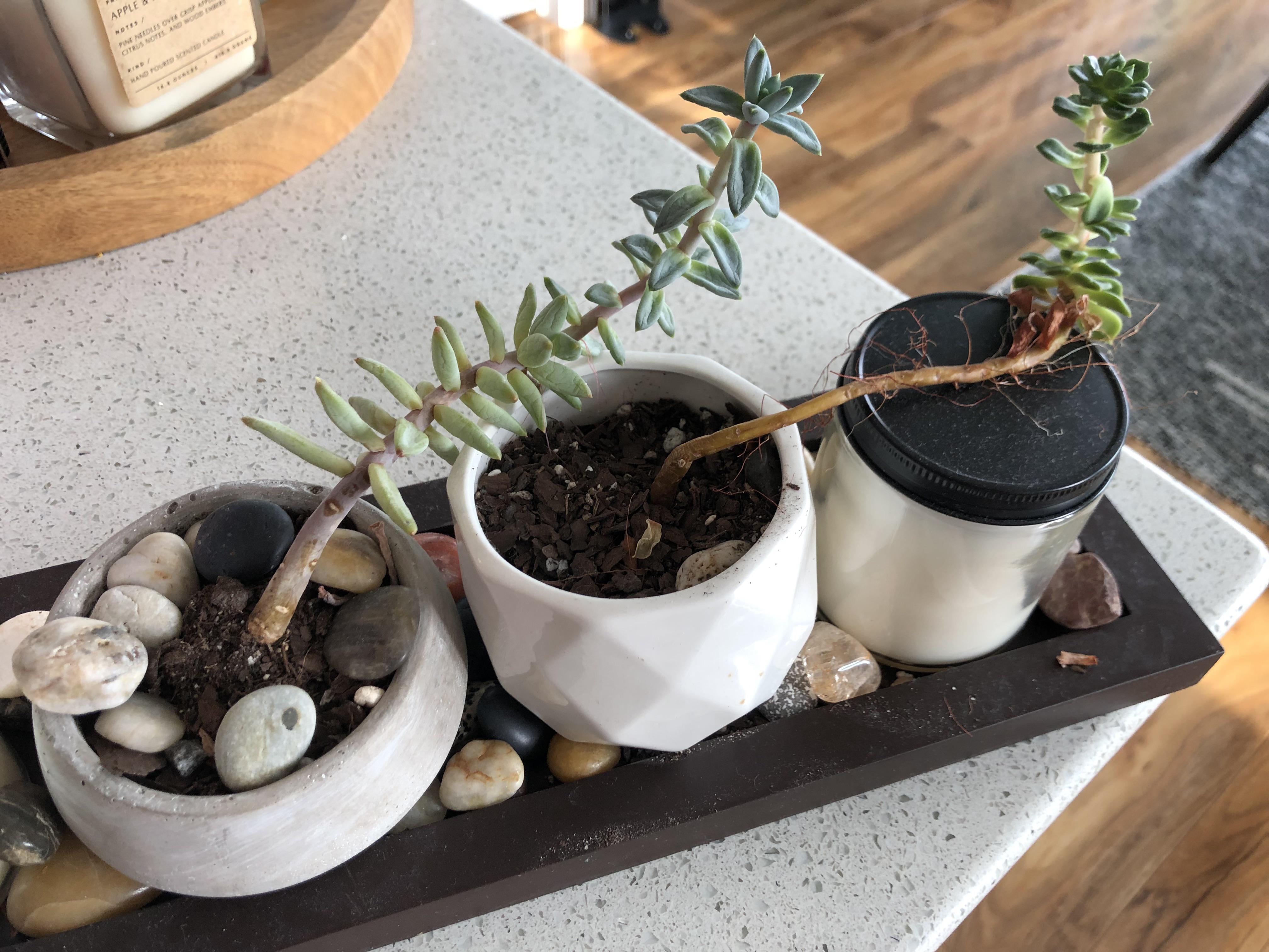 How do I make these grow upright? Taller pots? r/succulents