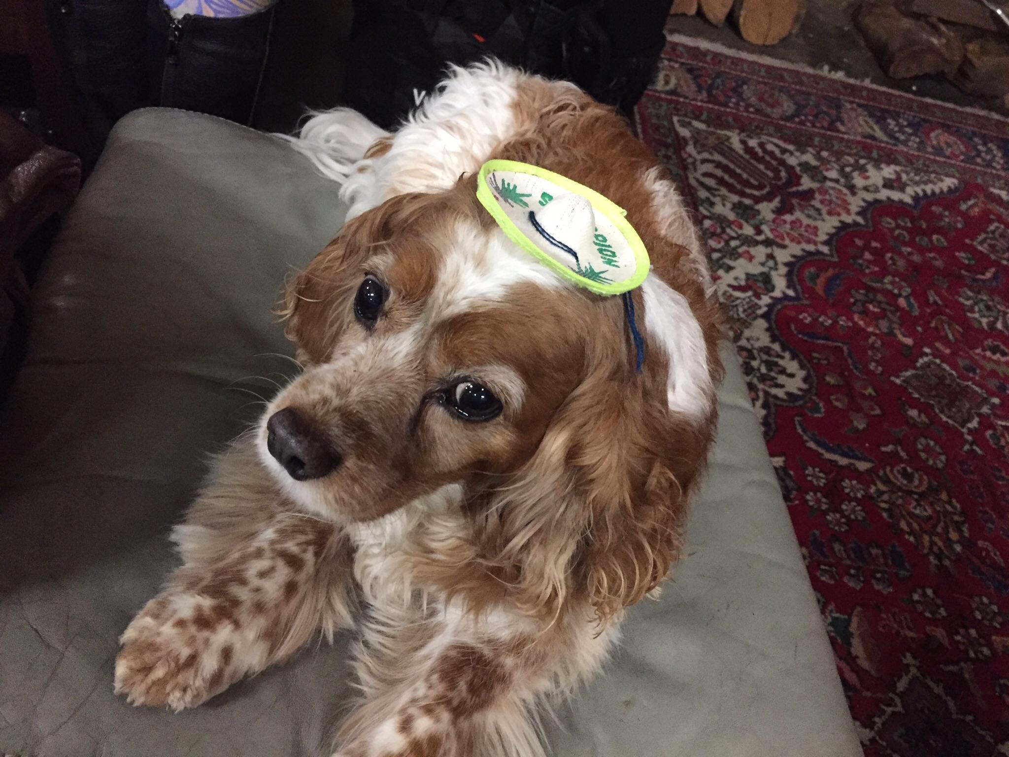 This dog wearing a tiny sombrero WatchPeopleDieInside