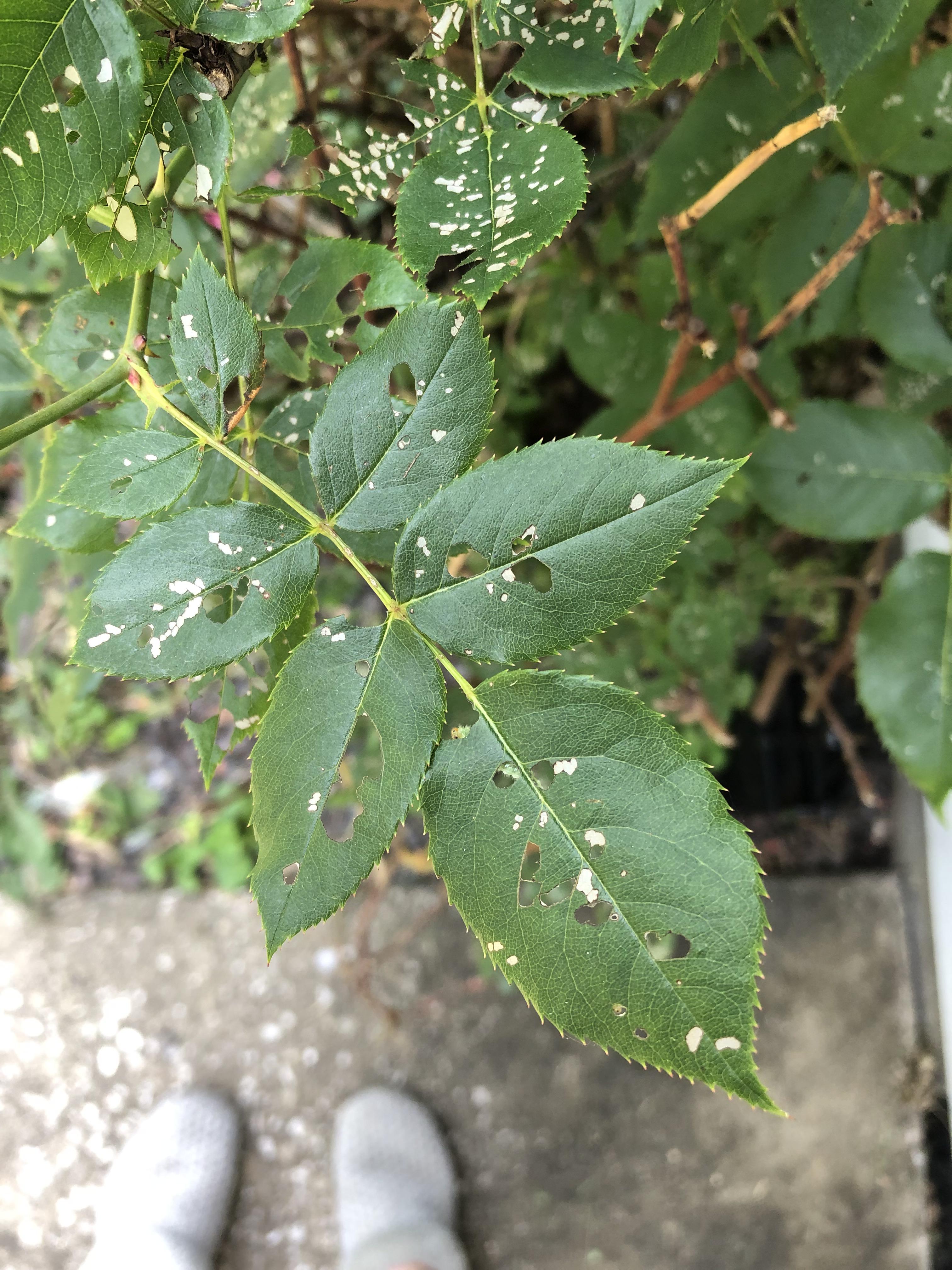 Is something eating my rosebush or is it sick? r/plantclinic