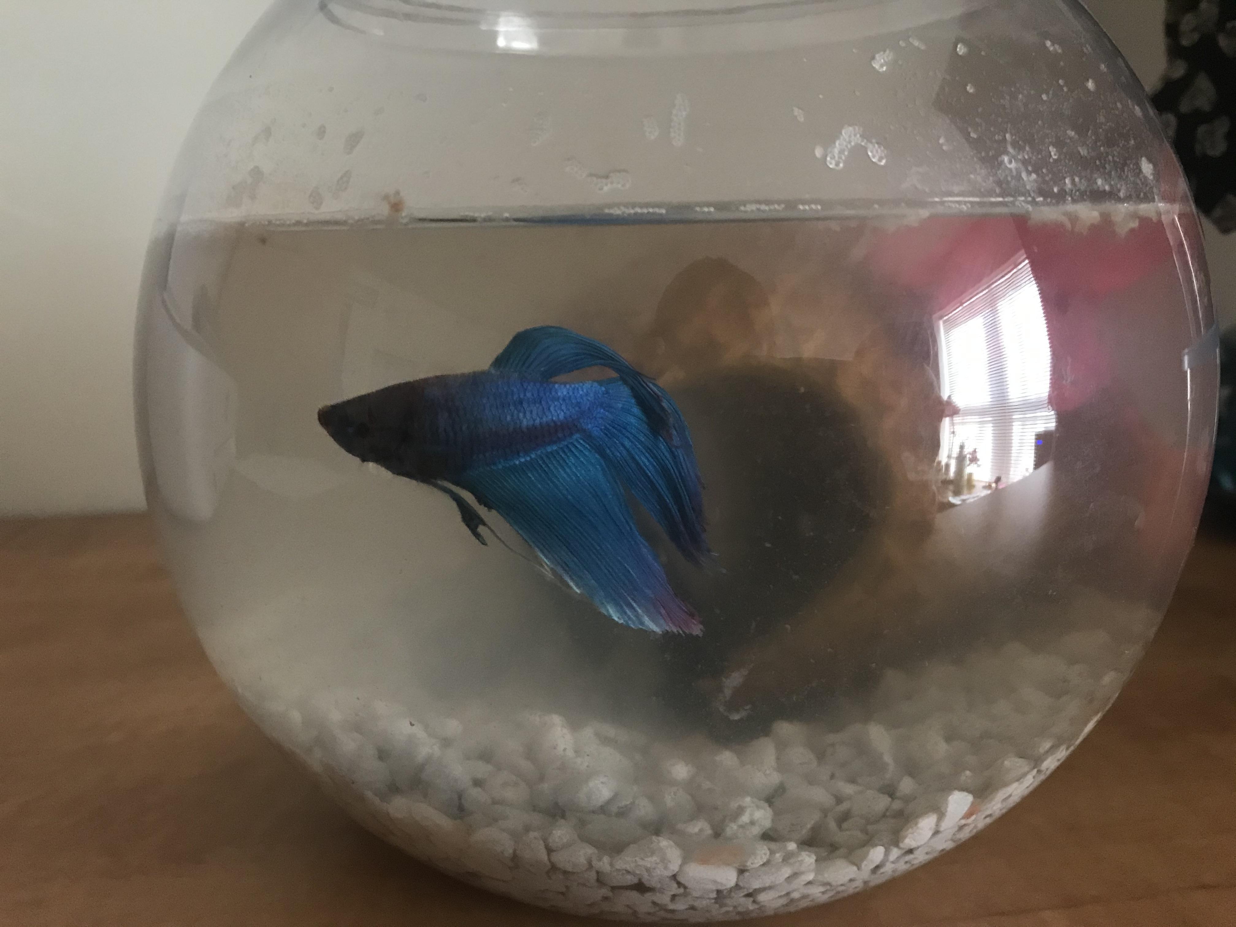 Hey guys, someone in my college dorm wanted to get rid of their betta