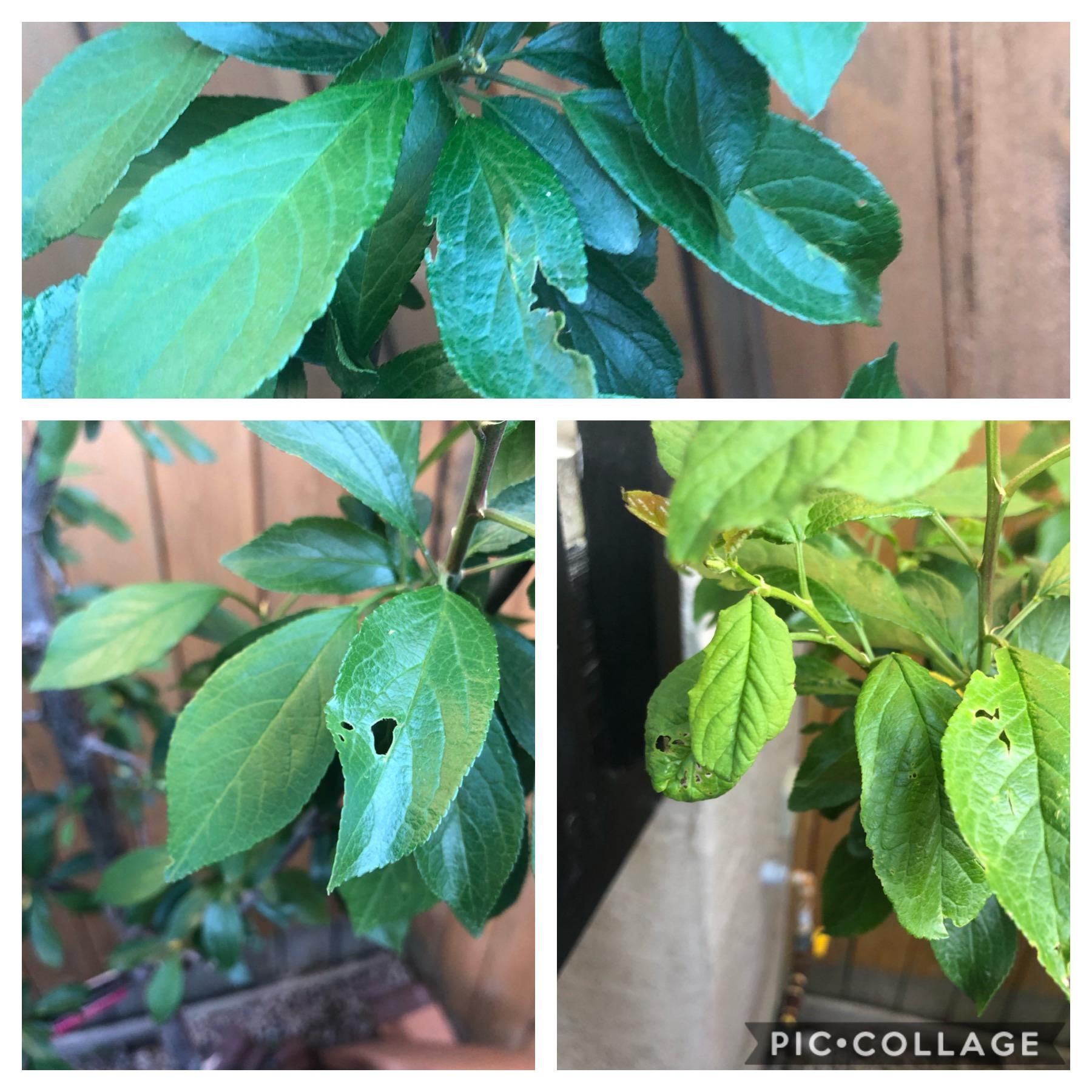 What is eating my plum tree leaves? Should I be worried? r/gardening