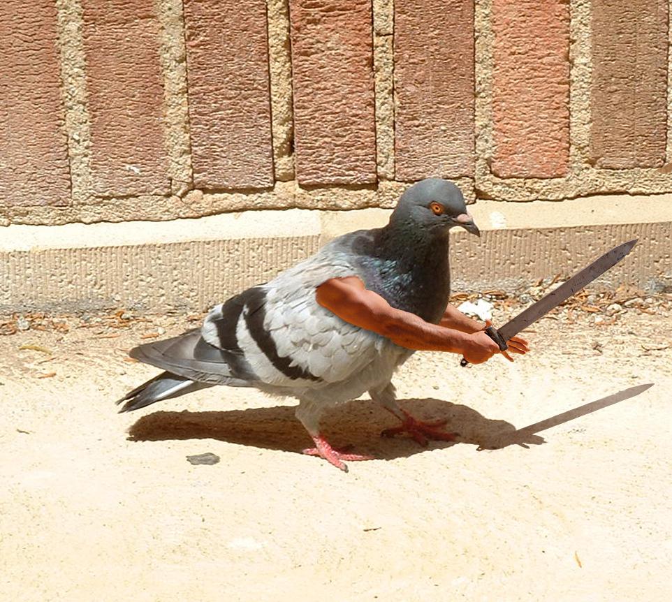 Dangerous Pigeon! r/birdswitharms