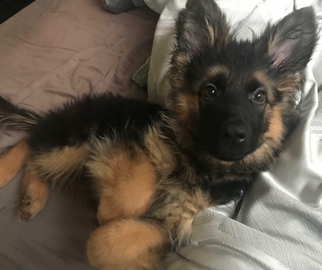 German Shepherd 4 Months Old Weight JacquelineJia