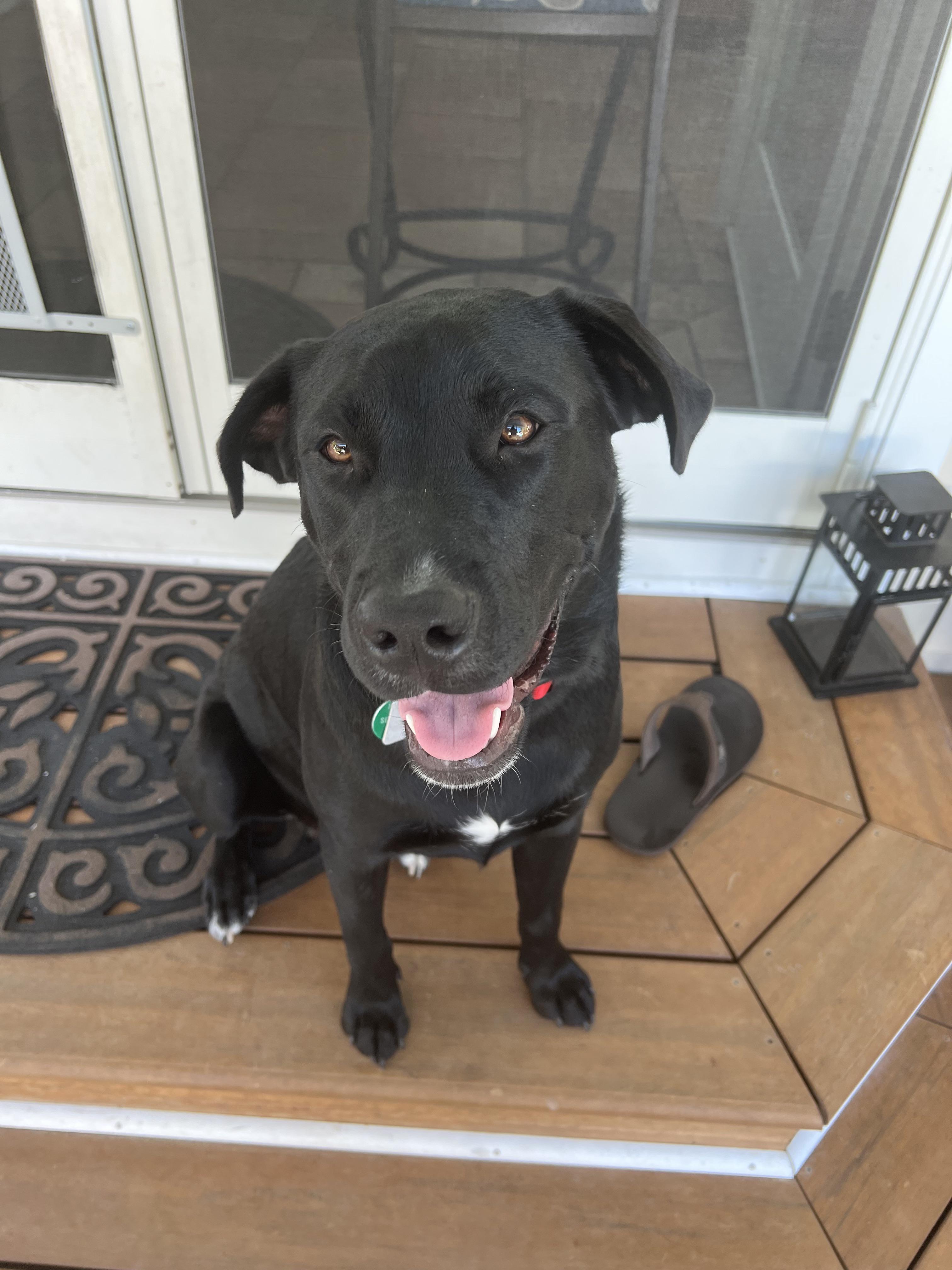 This is Spencer, I saw a post asking if their Lab was a mix with a pit