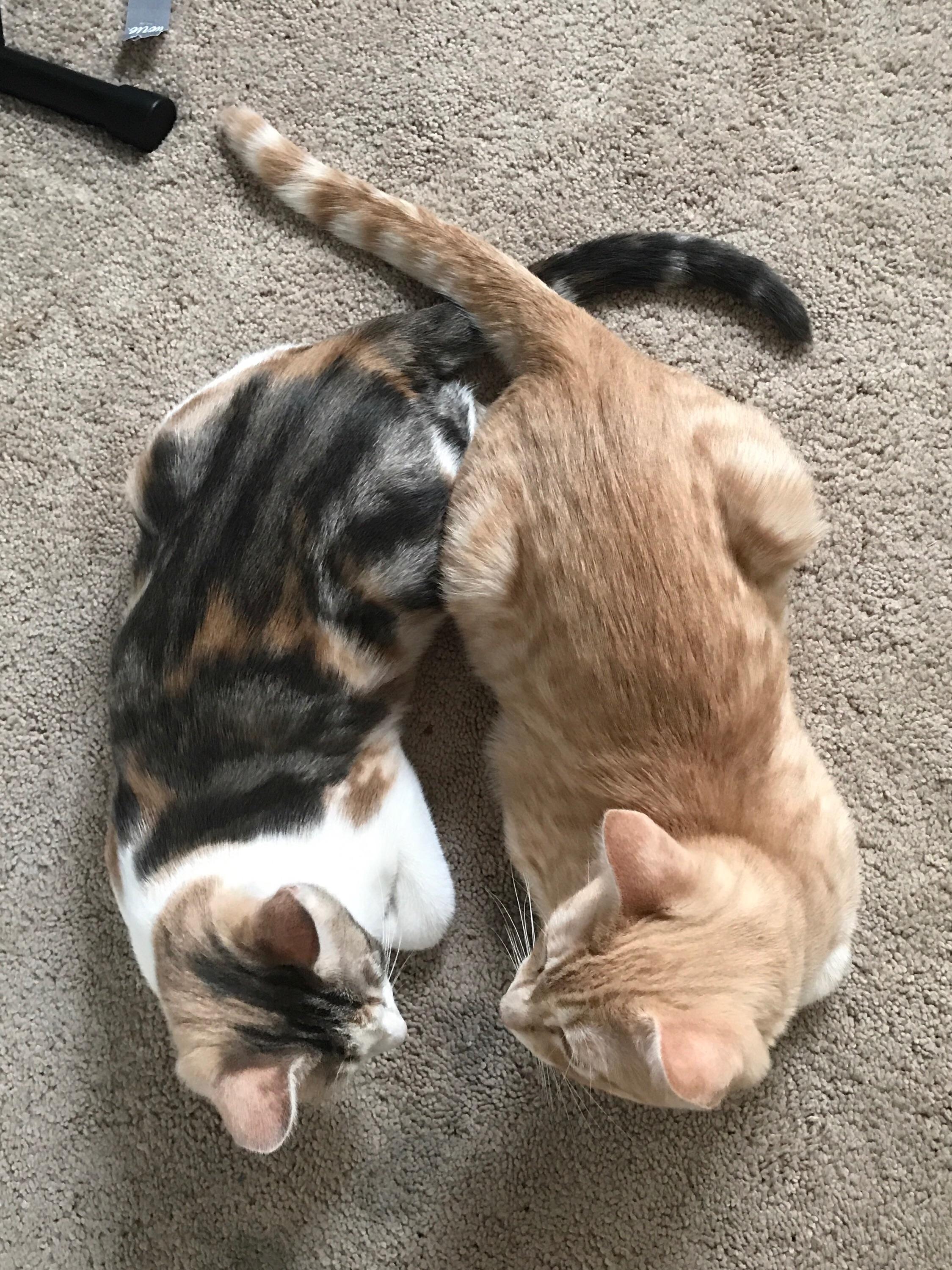 My (sibling) kittens Fig and Larry r/aww