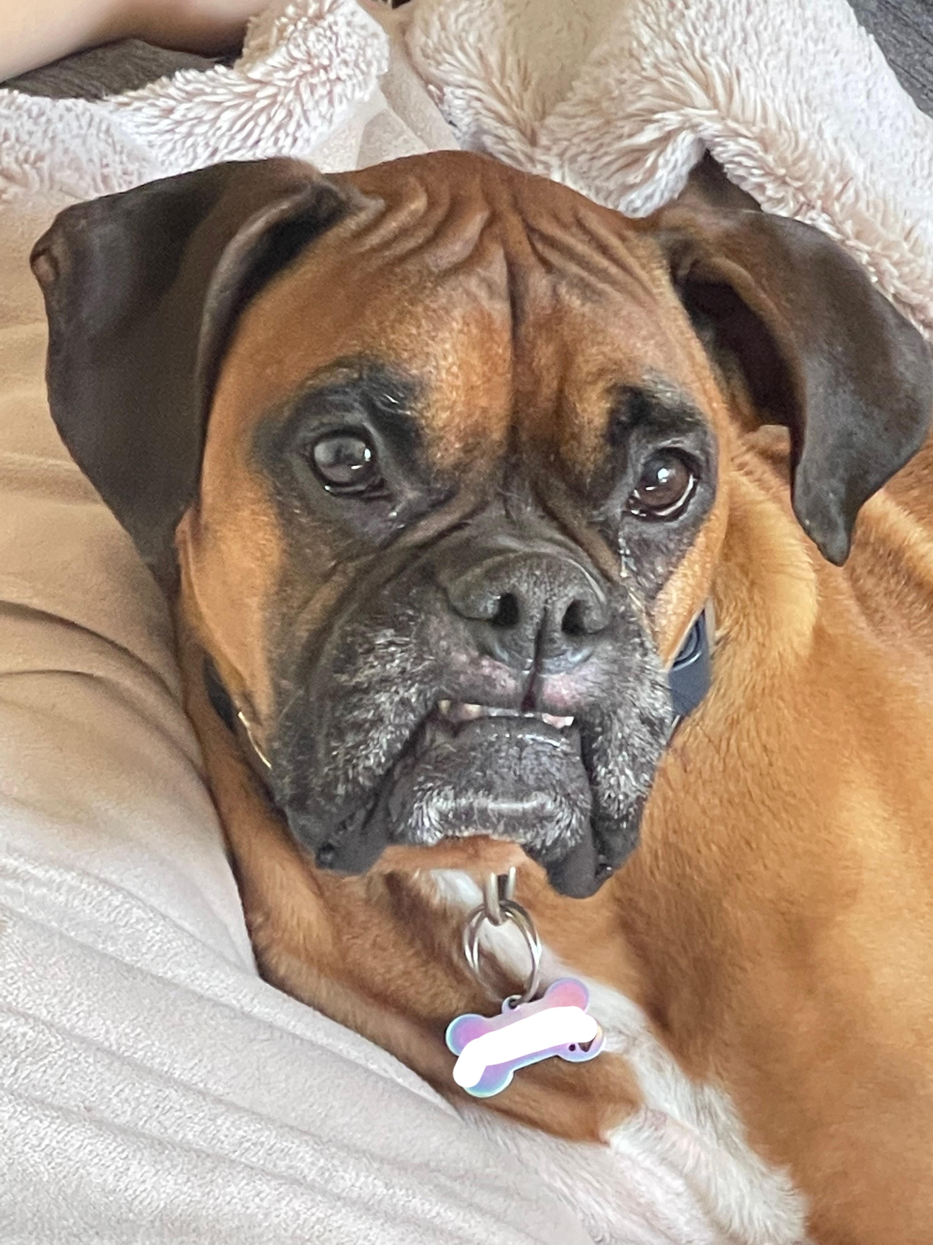 1 best u/picklechipsrick images on Pholder Do your boxers lips ever