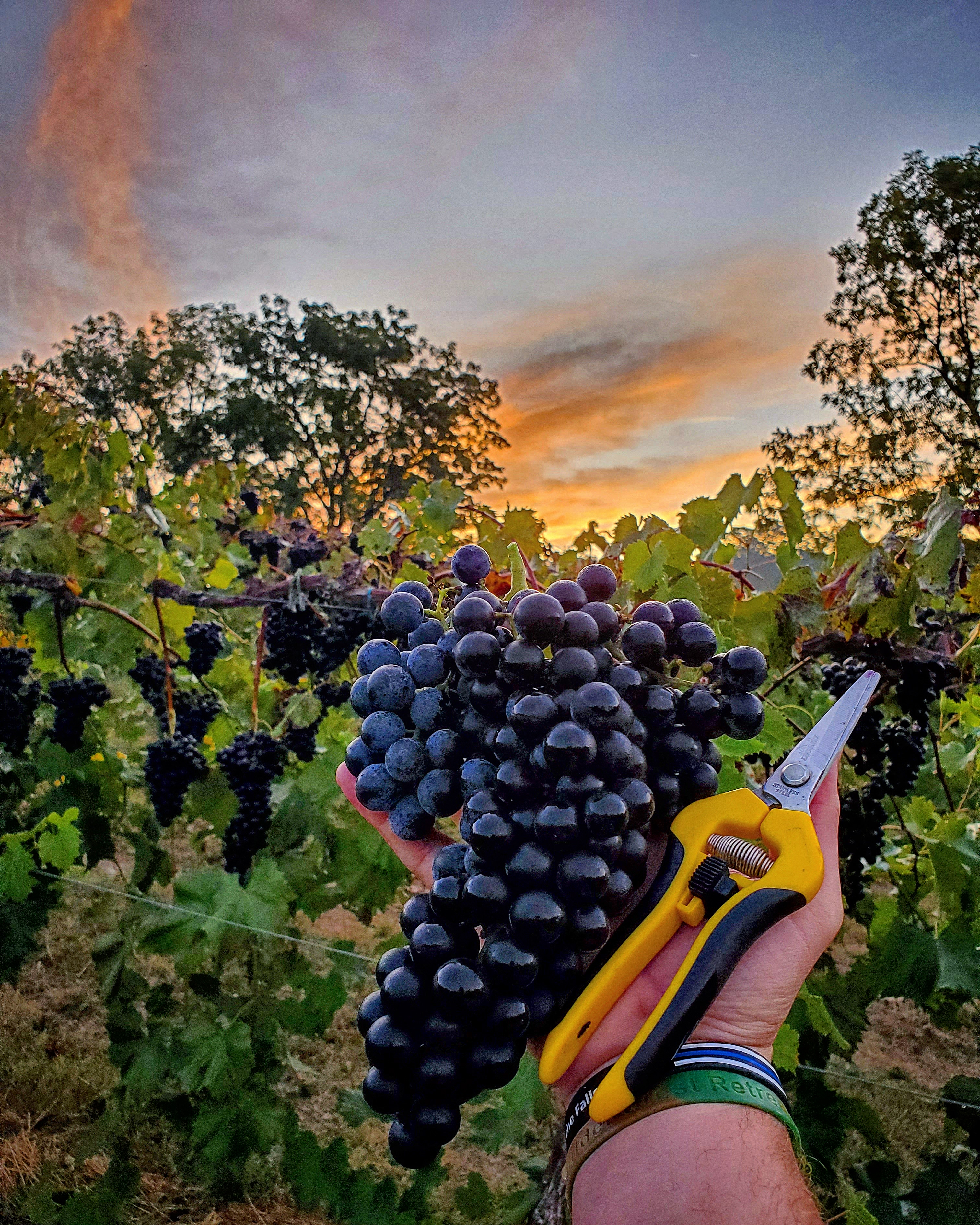 New to reddit so I thought I'd join my people here in r/winemaking. I'm