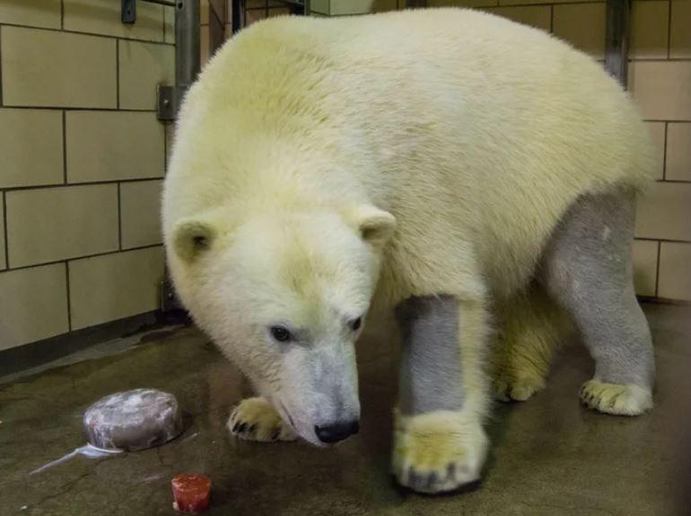 Polar bears have black skin and clear, hollow fur. Their clear fur