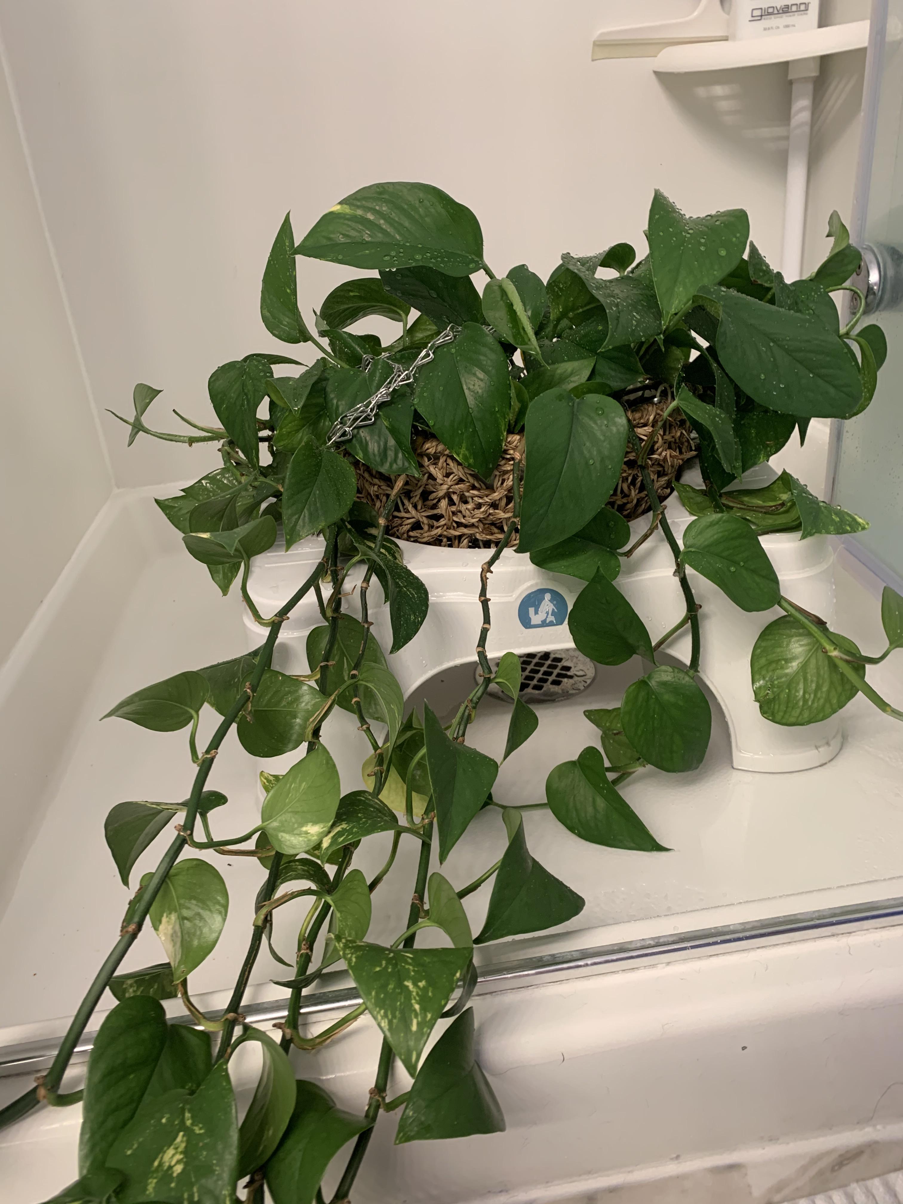 Squatty Potty not just for humans r/houseplants