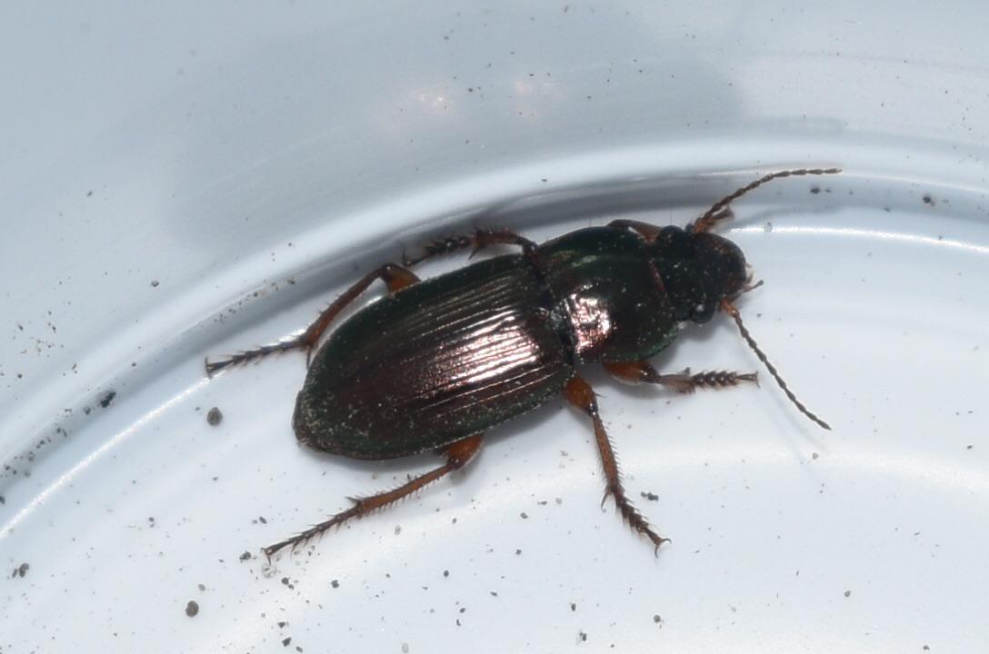 Found this mealworm beetle in my house. r/insects