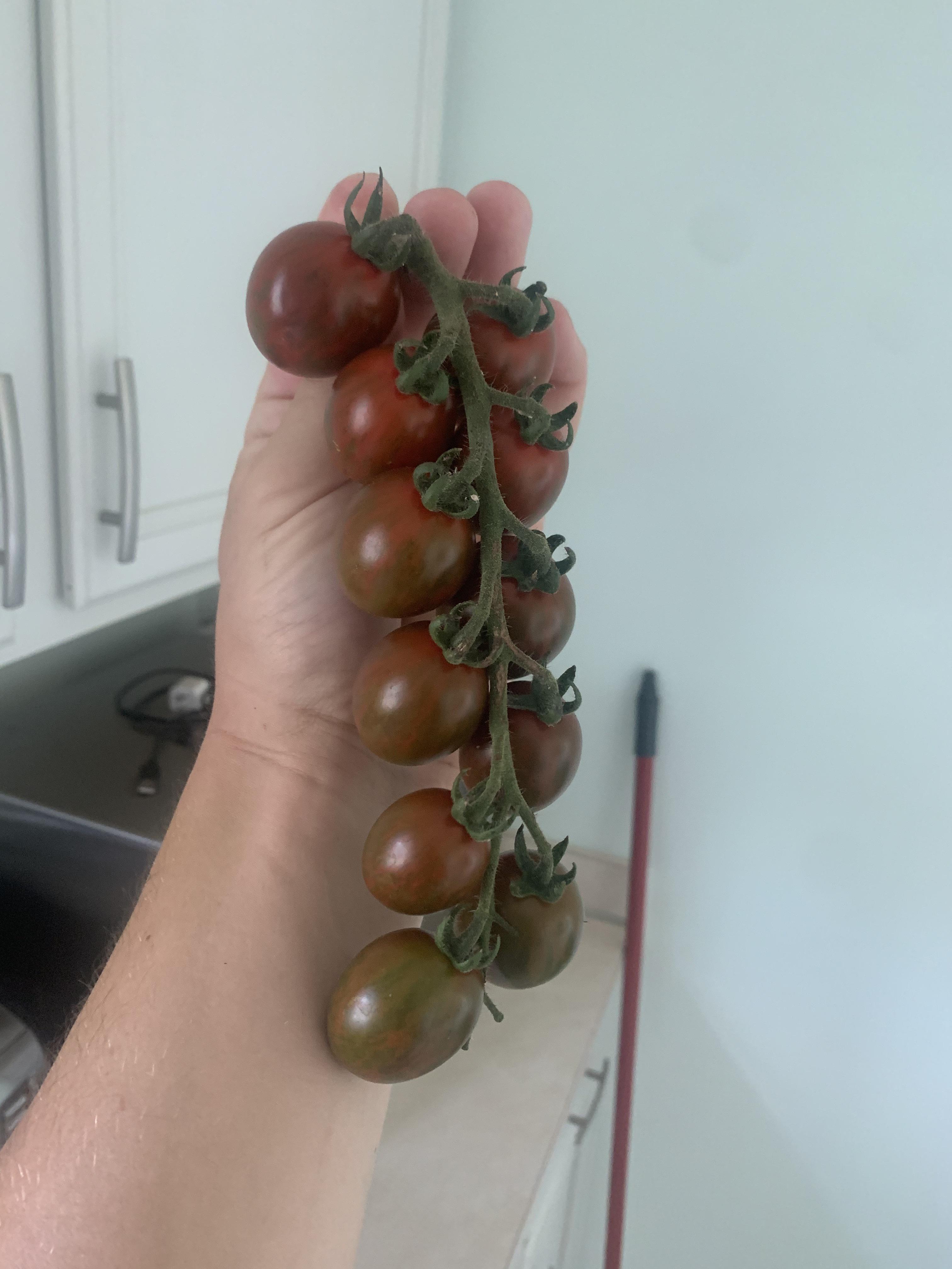 My first ripe set of chocolate sprinkle tomatoes! r/gardening