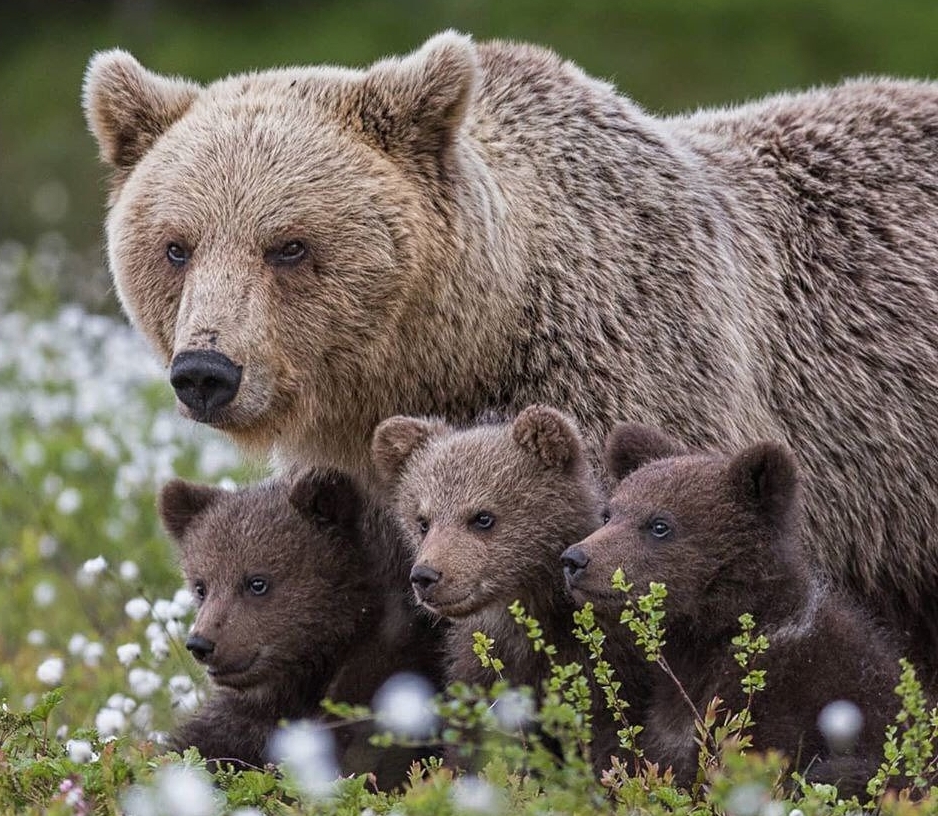 🔥 Bear family 🔥 NatureIsFuckingLit