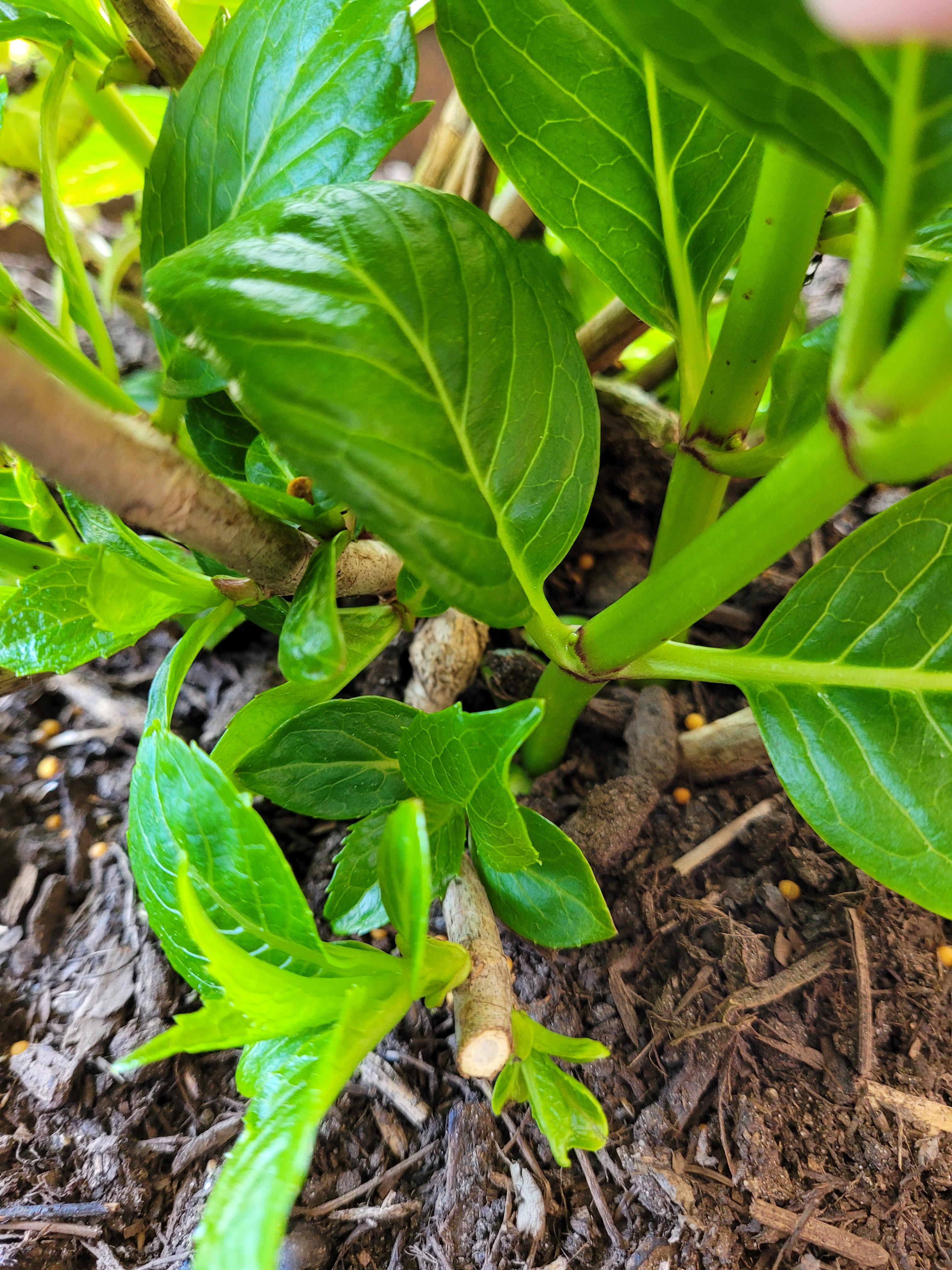 Does my hydrangea bloom on new wood? I have a cardinal red hydrangea