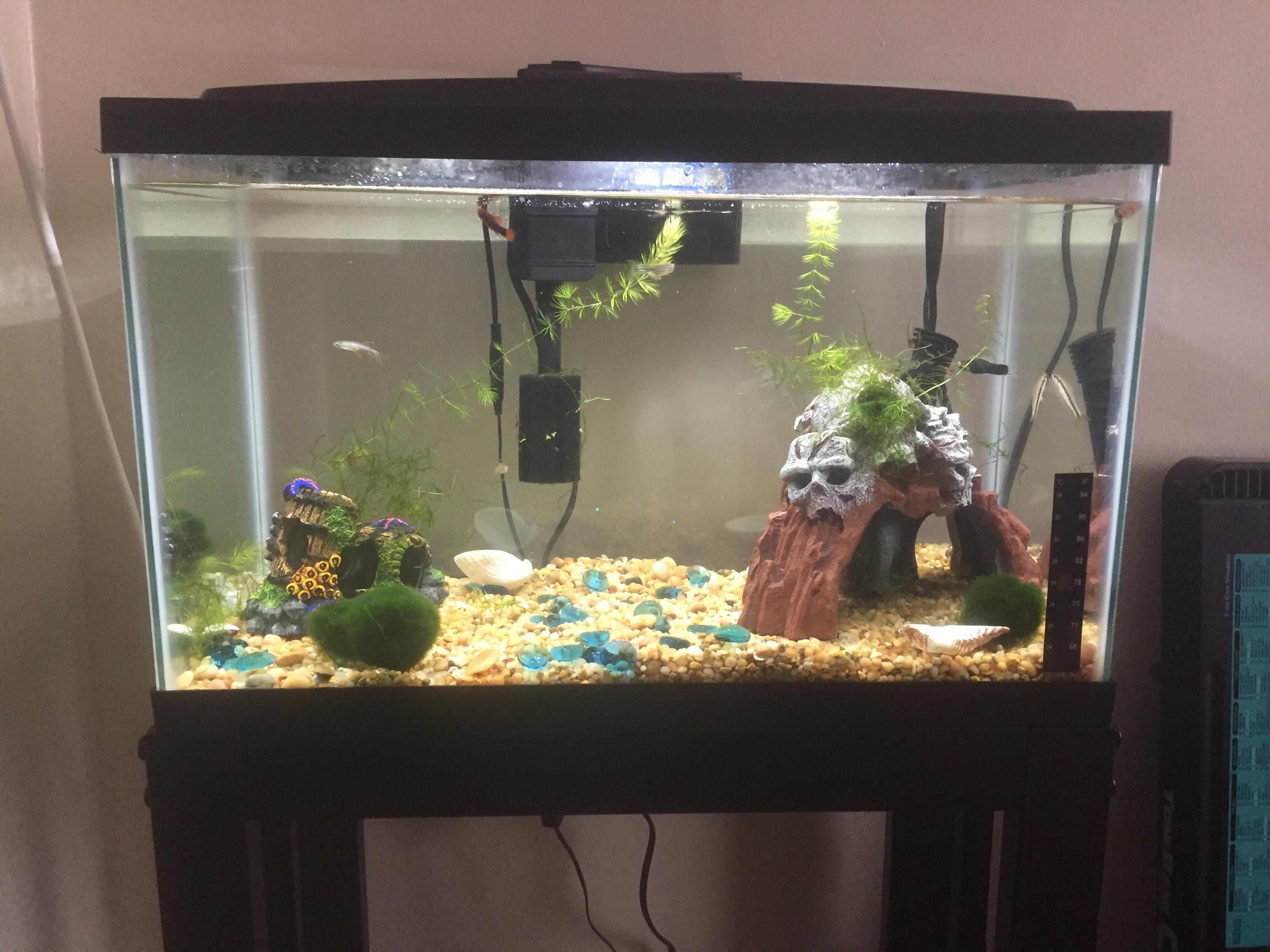 UPDATE I posted a few days ago about having a problem of fish dying. I