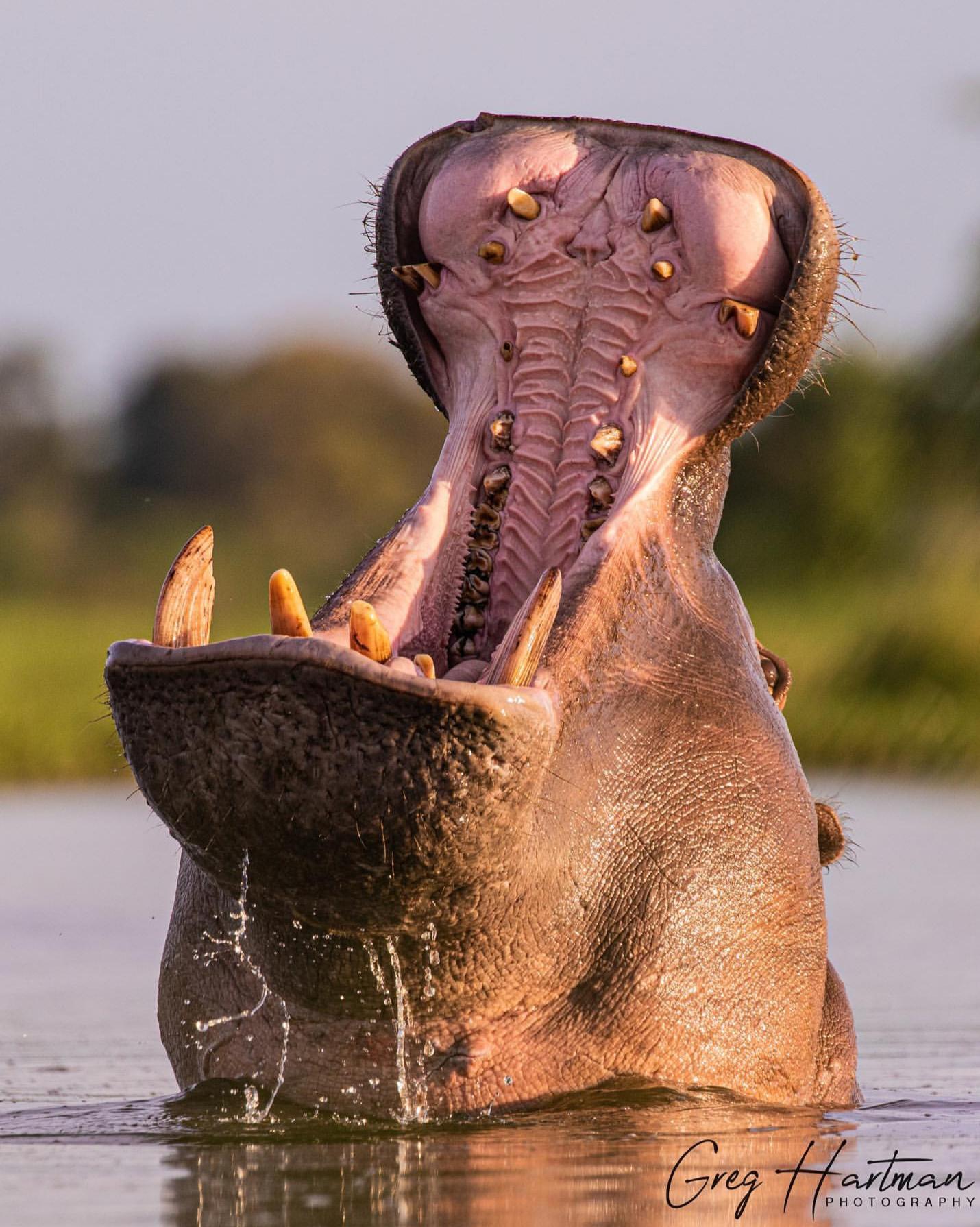 The Hippopotamus is Africa's river giant. Known for their bad tempers, hippos can weigh 5,000lbs